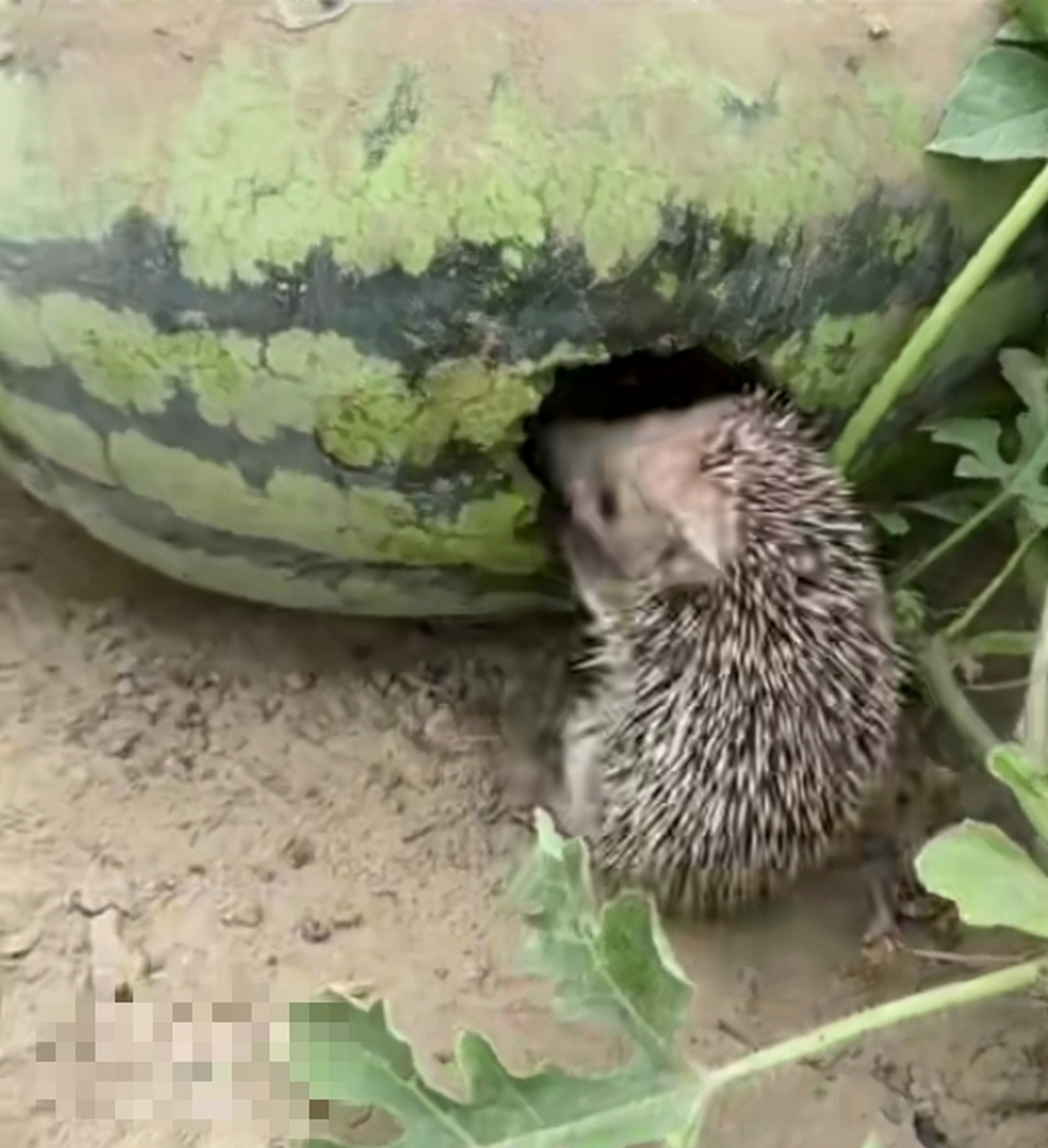 也是头一回见刺猬吃西瓜
