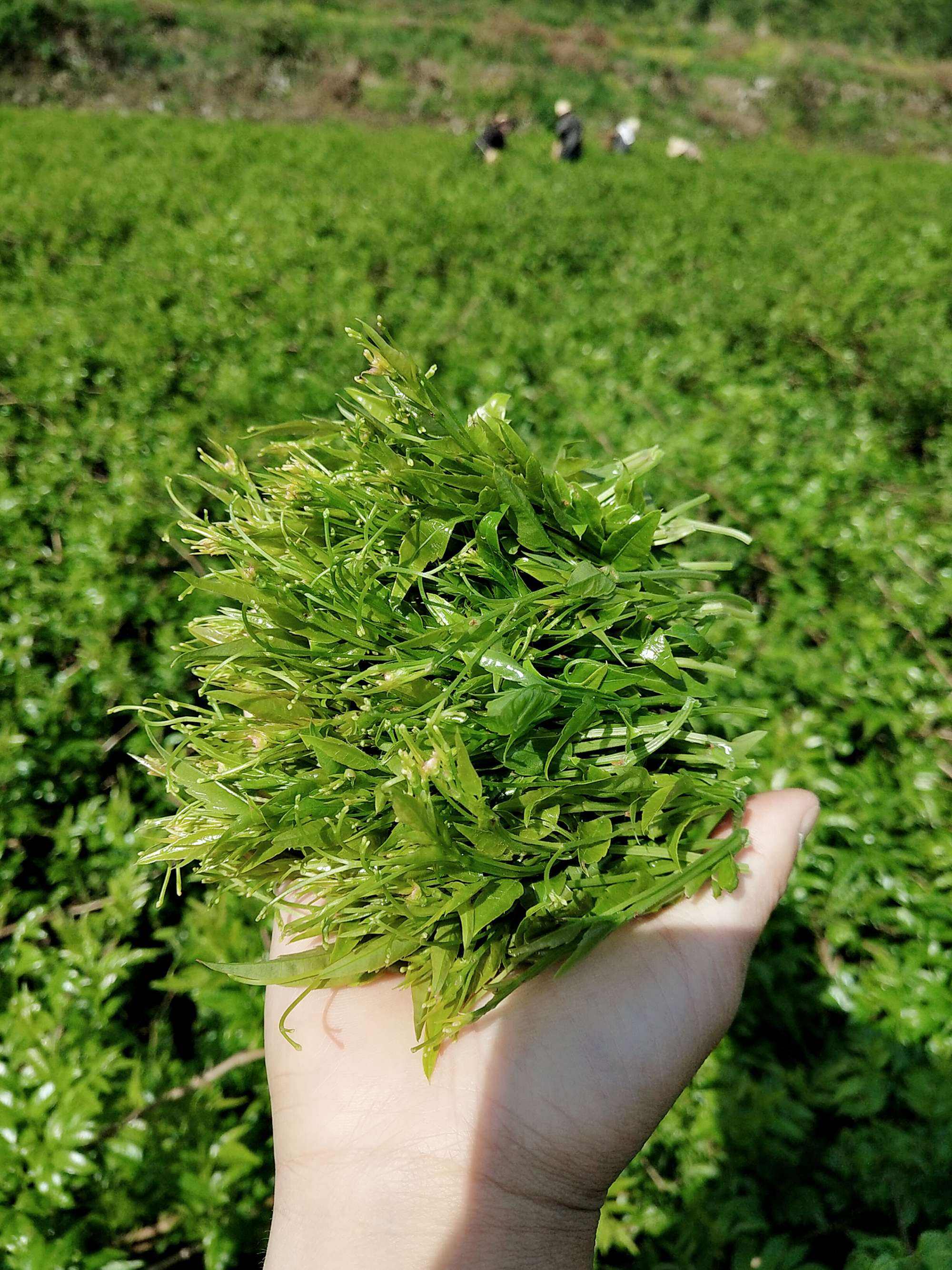 新鲜莓茶图片图片