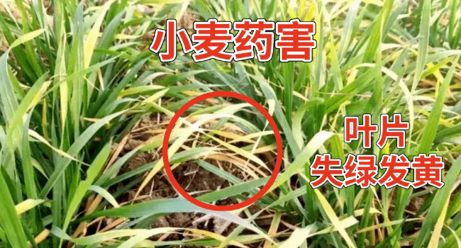 小麦除草剂产生药害会自愈吗