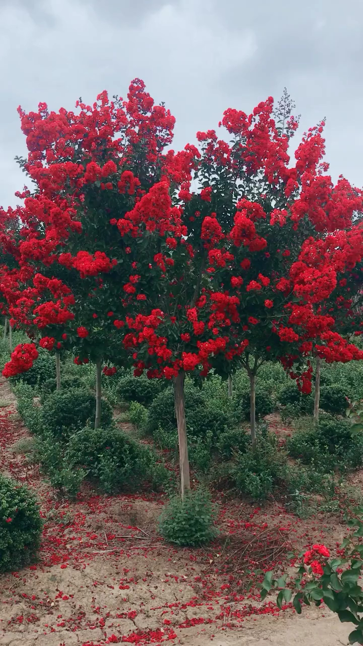 红火箭紫薇花树