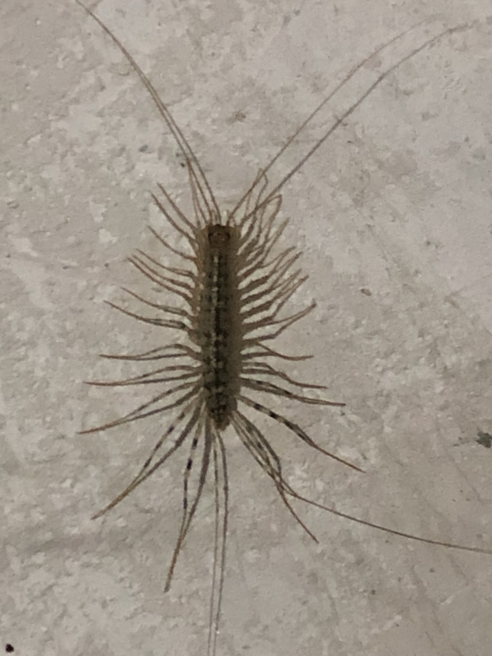 为什么一看见脚比较多的虫子,就感觉浑身不自在.有没有同样的?#新乡