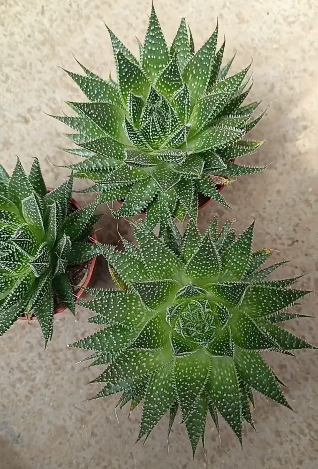 这样的雪花芦荟好漂亮!