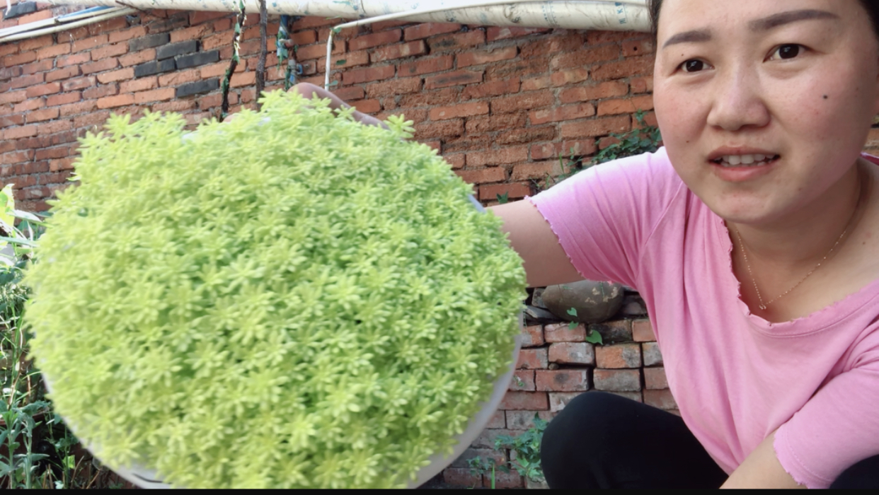 夏季也可以繁殖的多肉植物,但是一定要放在阴凉的地方不能暴晒?
