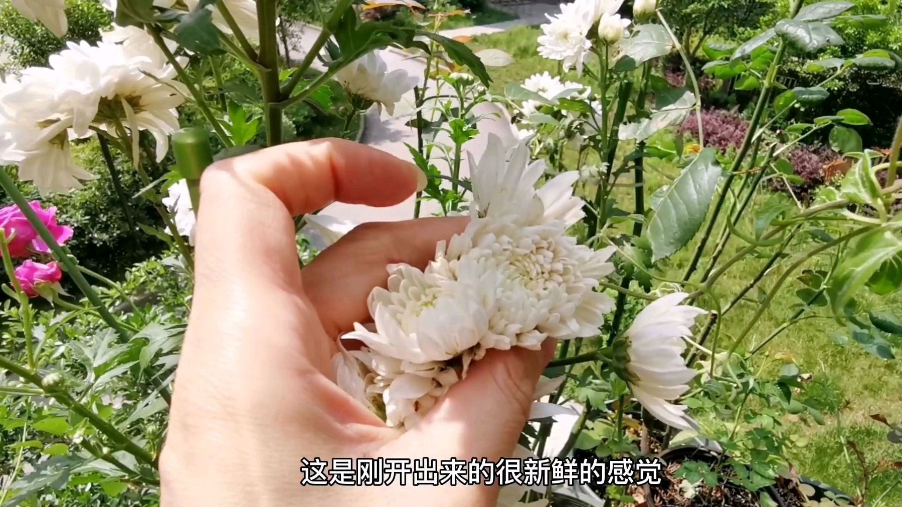 窗台上种了食用菊花,今天阳光好,采来晒干做菊花茶!