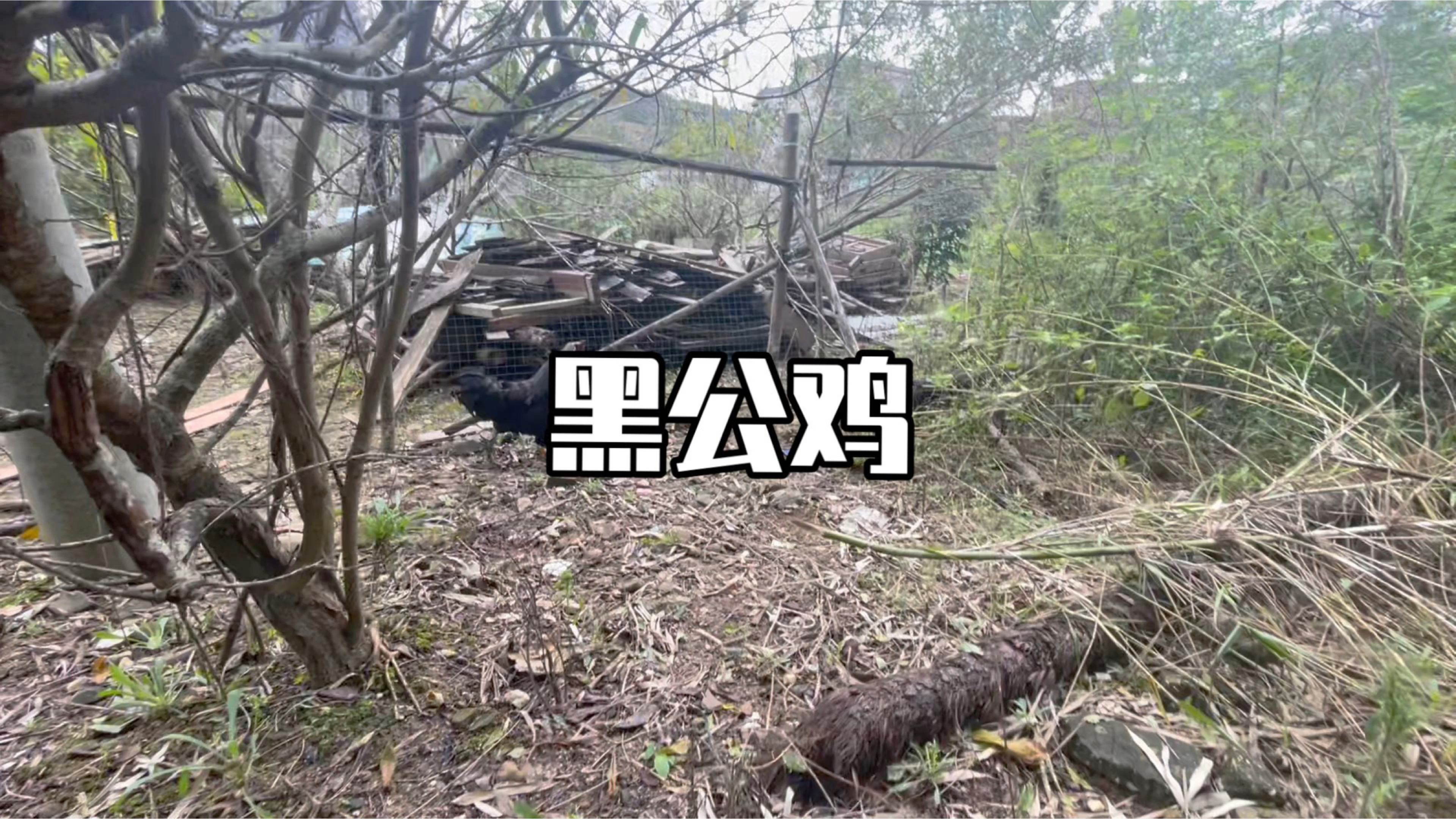 养黑公鸡怎么养,大家来看放到杂草堆里