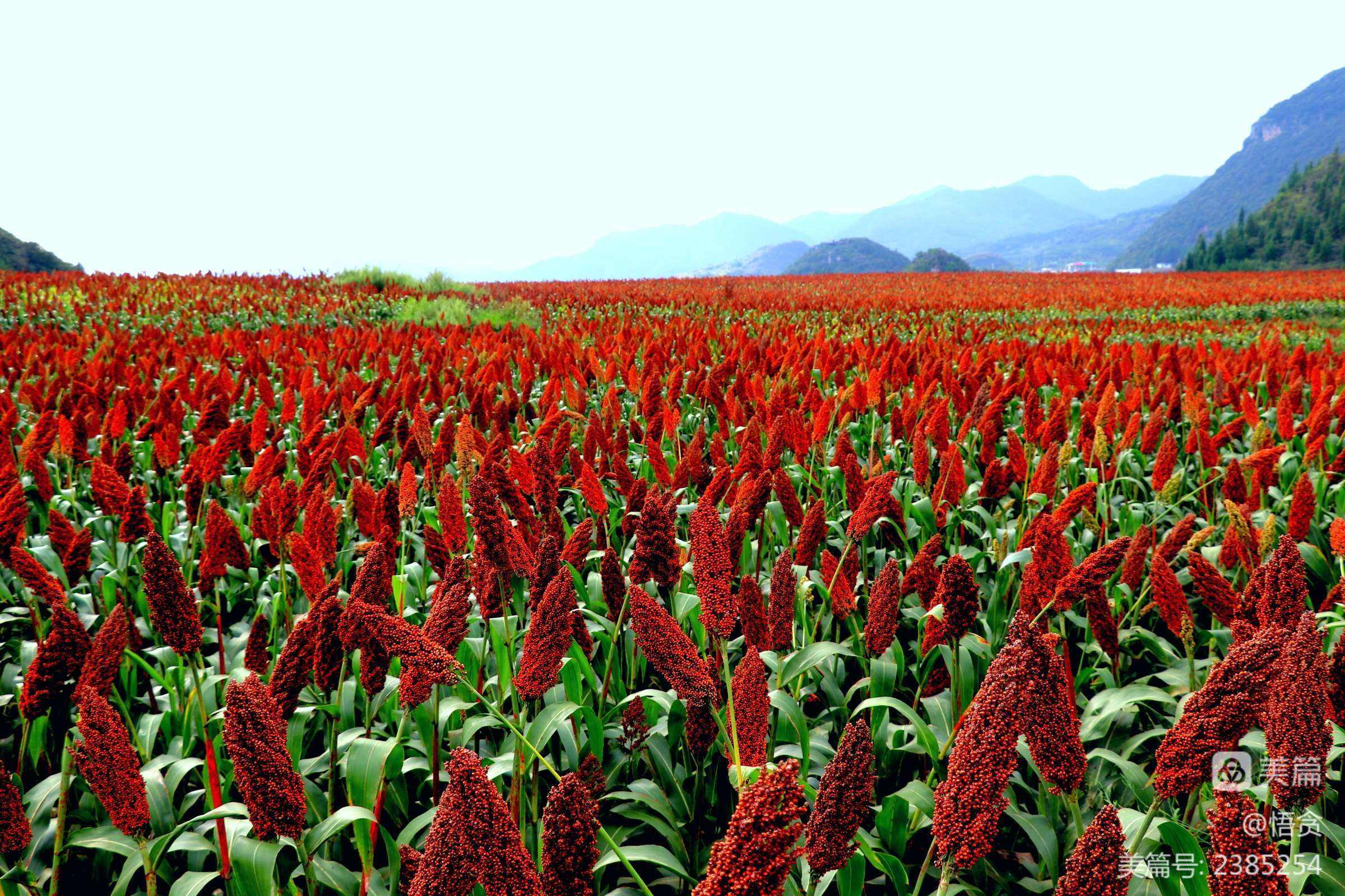 八匠鼎红飘香酒