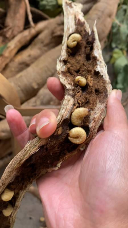 葛根虫现在越来越稀少了,营养价值非常高!-度小视