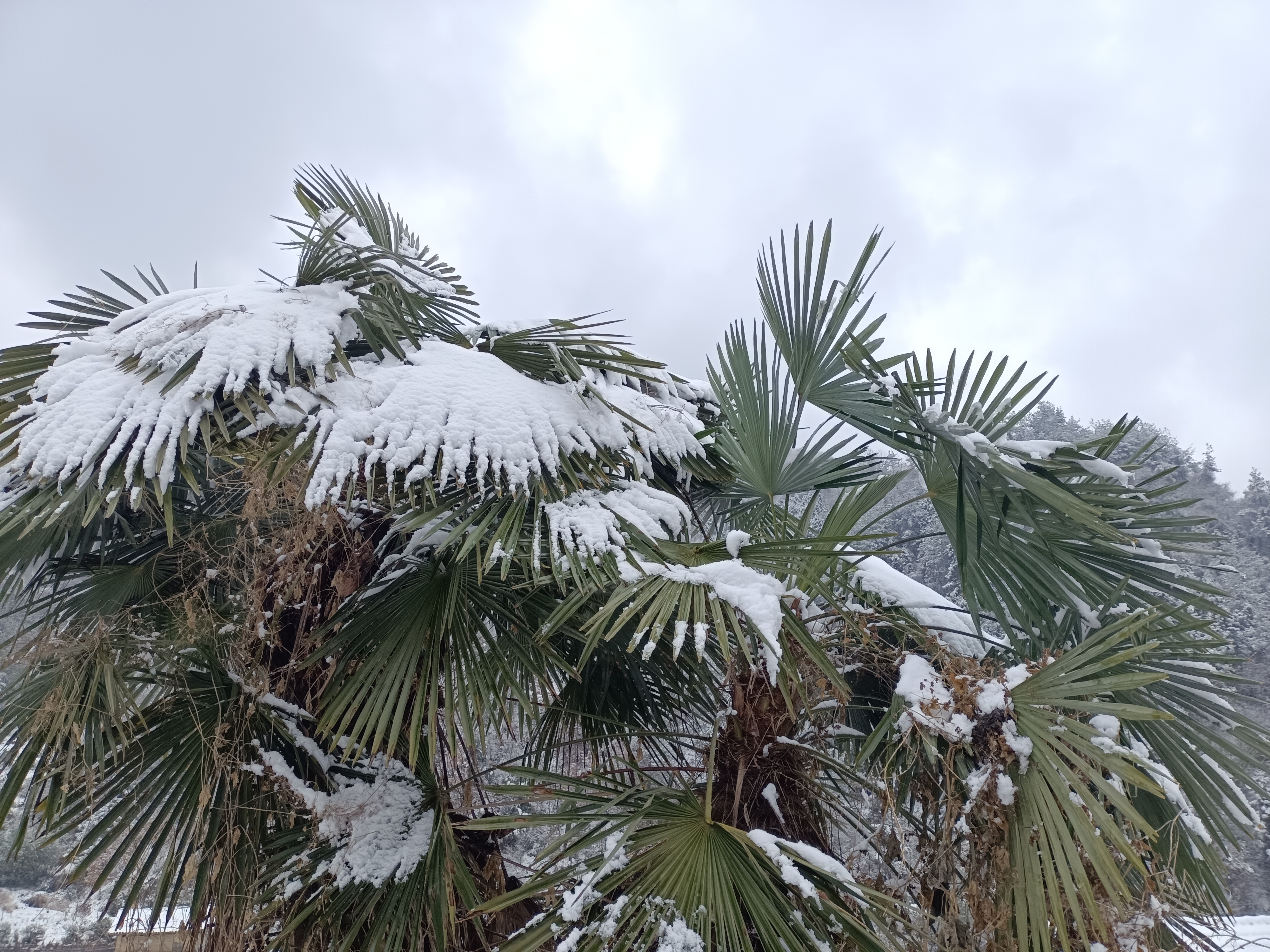 豐年好大雪,瑞雪兆豐年!