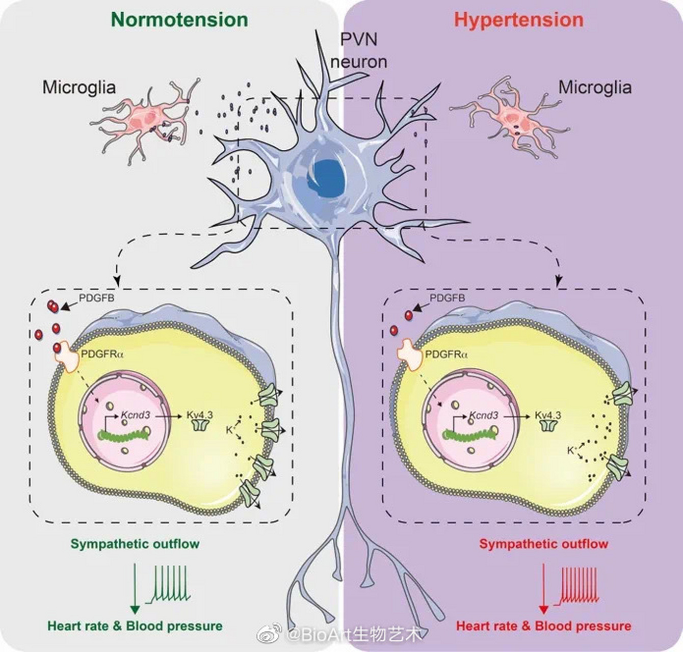 bioart陪你嗑研# #bioart日历#  小胶质细胞调控中枢稳态的机制是
