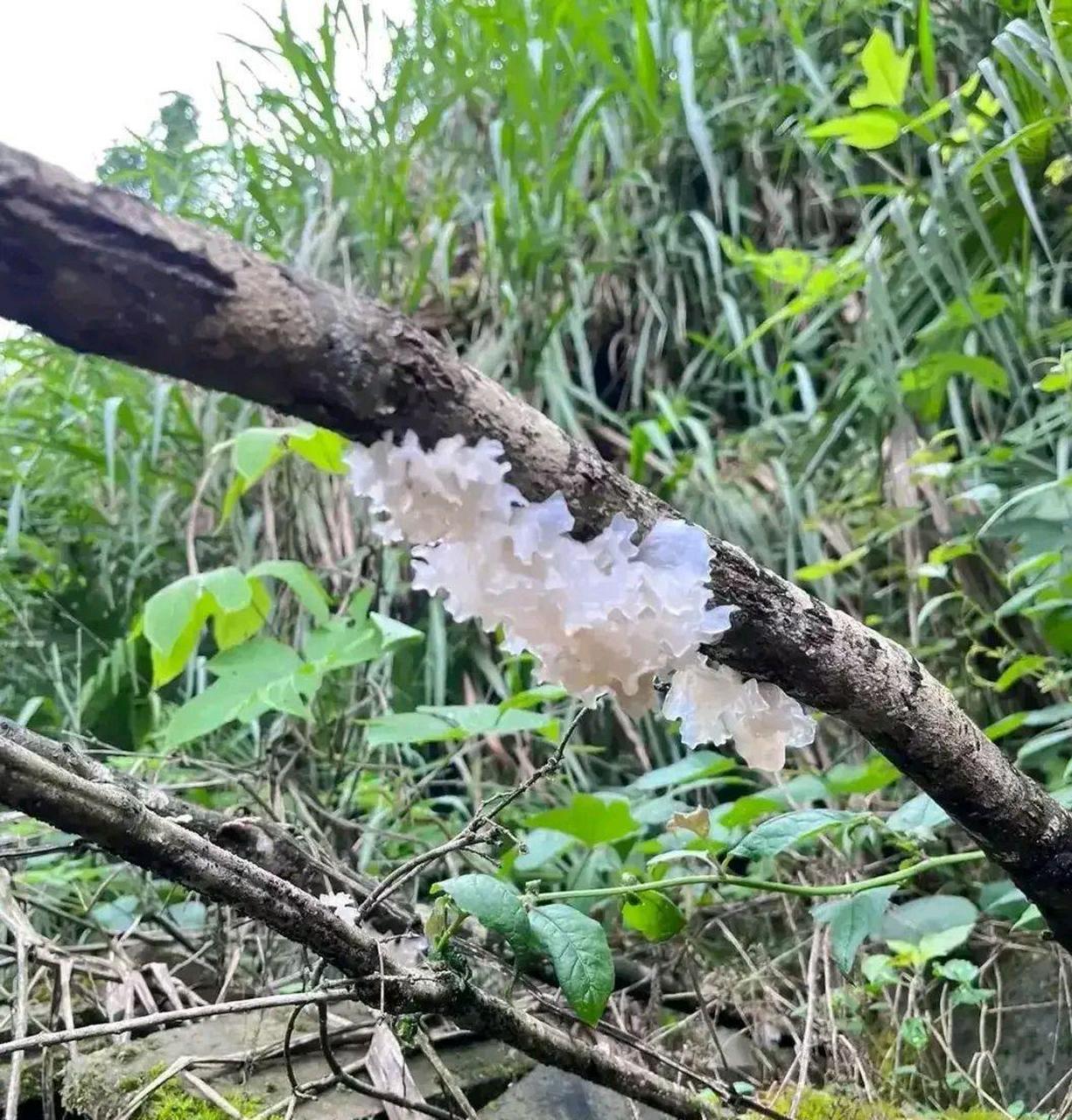 朋友们,这是银耳吗?银耳是长在树上的吗?