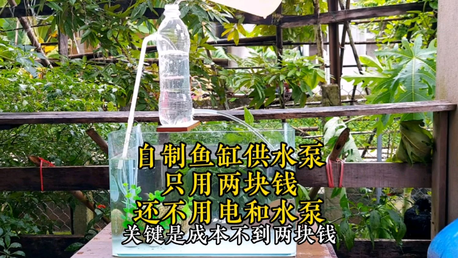 仅用两块钱,自制一个鱼缸供养神器,而且还不用电