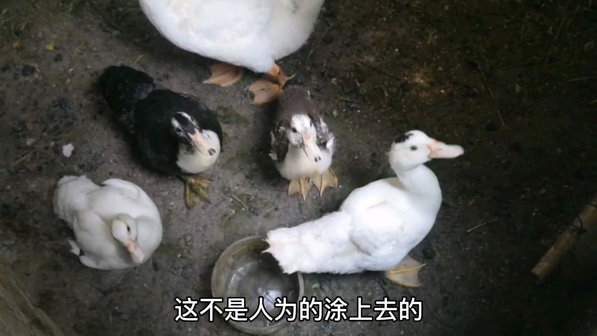 农村大妈养了两只罕见的纯白色鸳鸯鸭,头上还戴着小礼帽