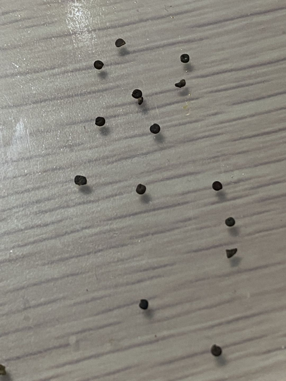 厨房像芝麻一样的虫子的简单介绍 厨房像芝麻一样的虫子的简单

先容
（厨房像芝麻一样的虫子是啥） 厨房
