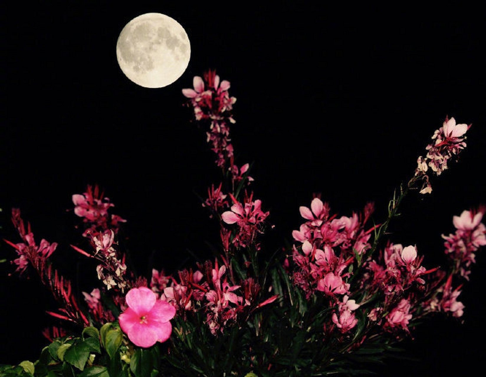 春宵一刻值千金,花有清香月有阴 春宵一刻值千金,花有清香月有阴.