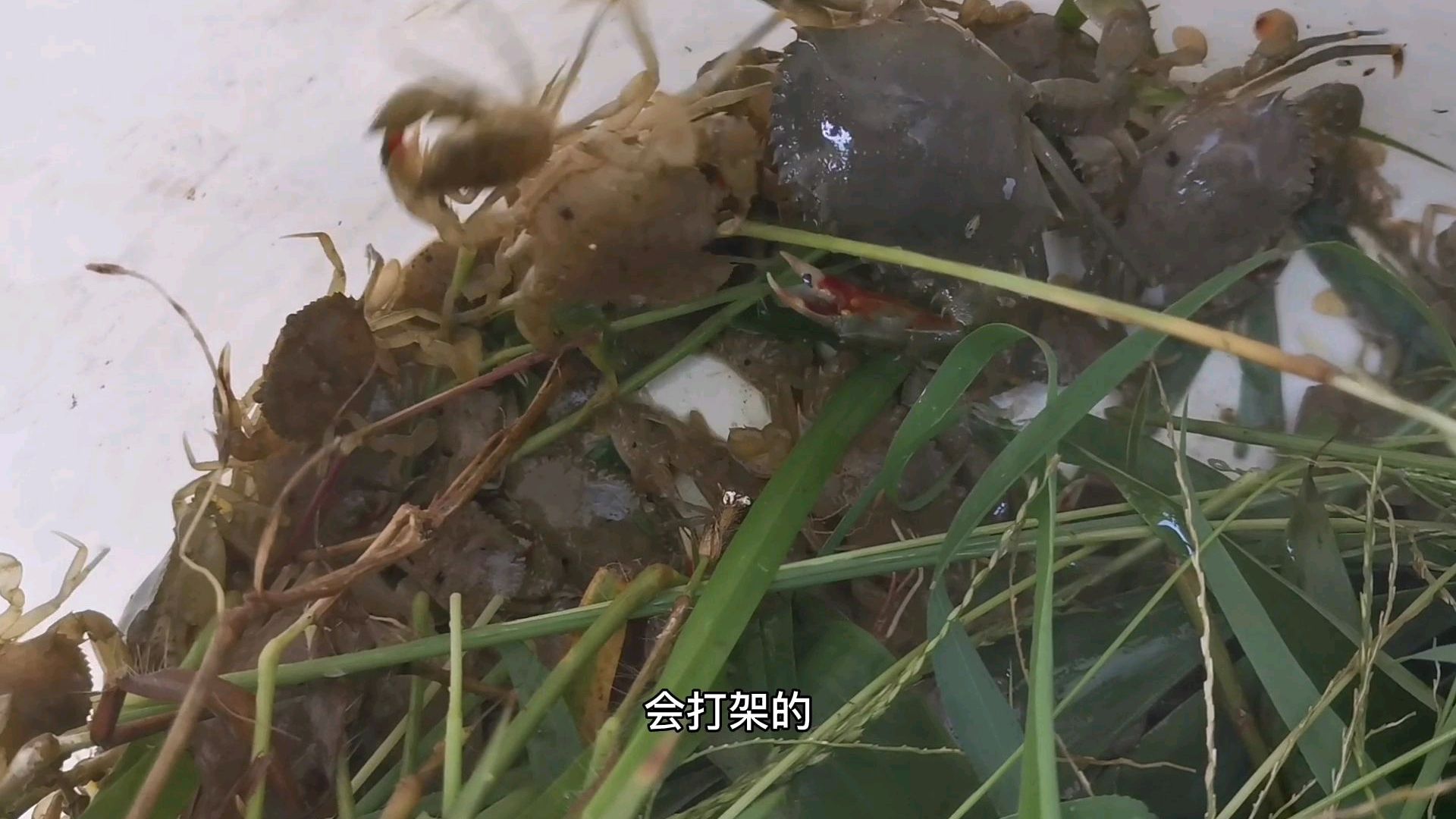 水产养殖,又到放青蟹苗时间,1.2元一只大家觉得怎么样?