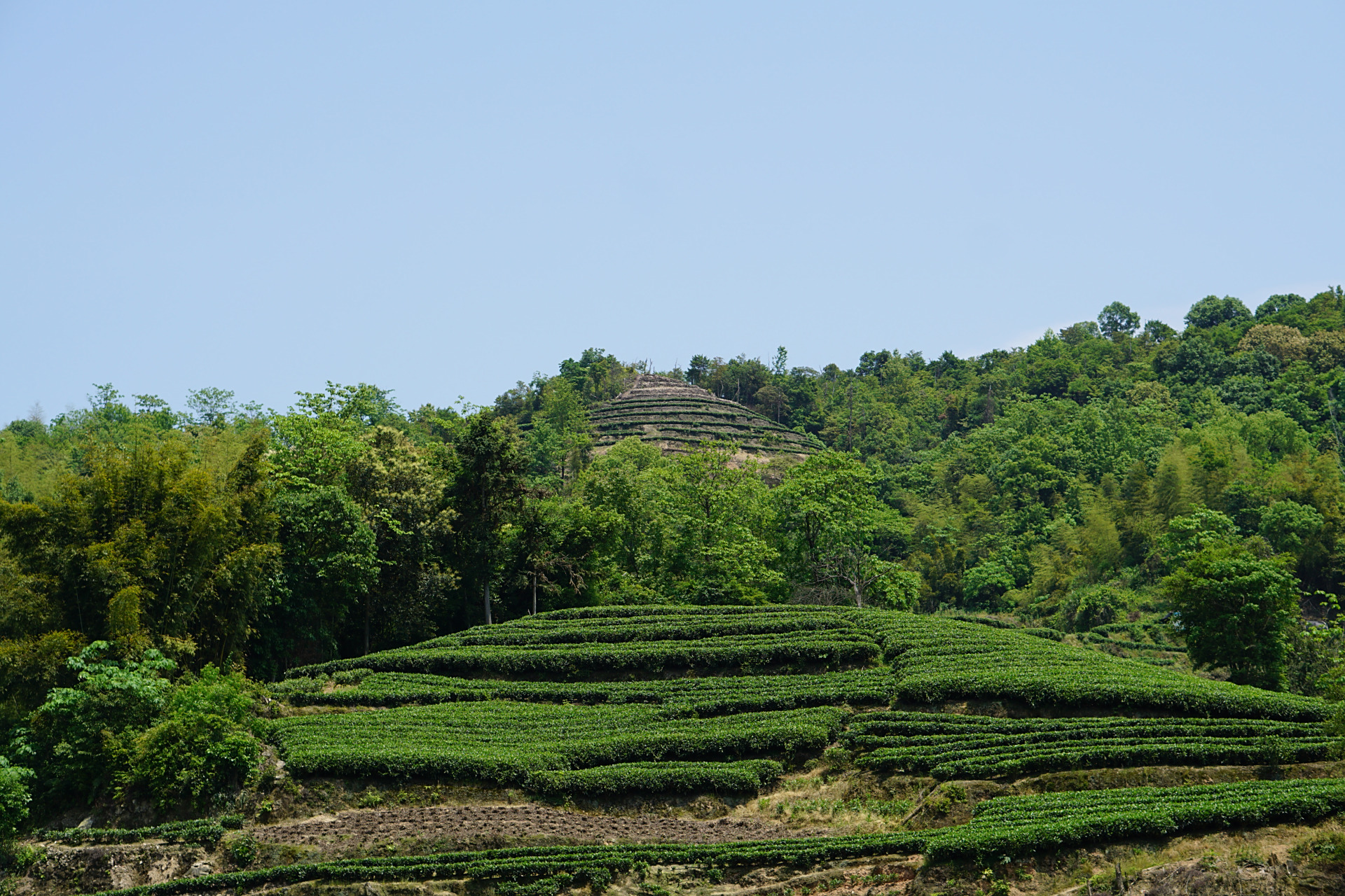 山头仔的茶园之美——福鼎白茶的绿色乐园 99  大家好!