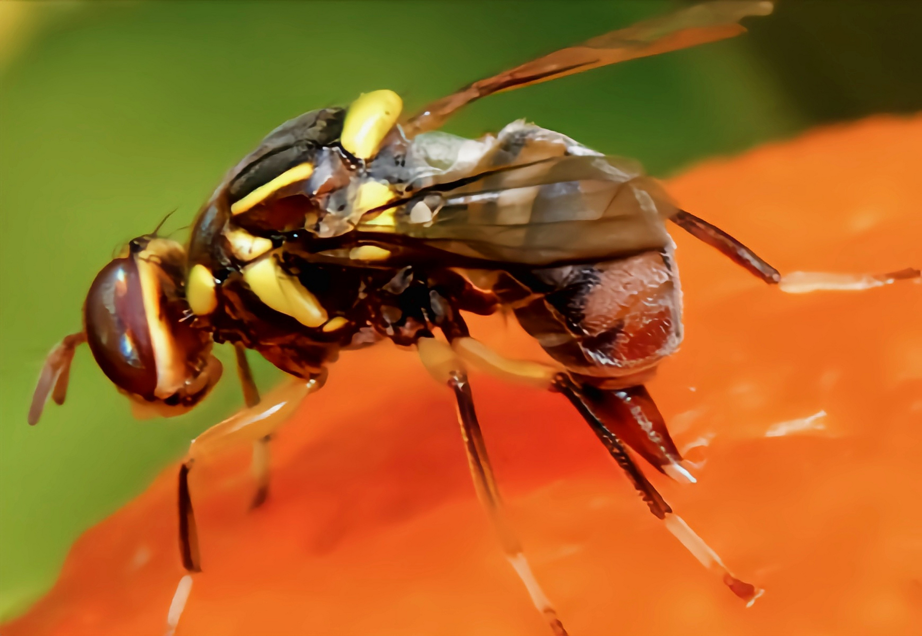 一种昆虫——桔小实蝇 桔小实蝇别名橘小实蝇,柑橘小实蝇,东方果实蝇