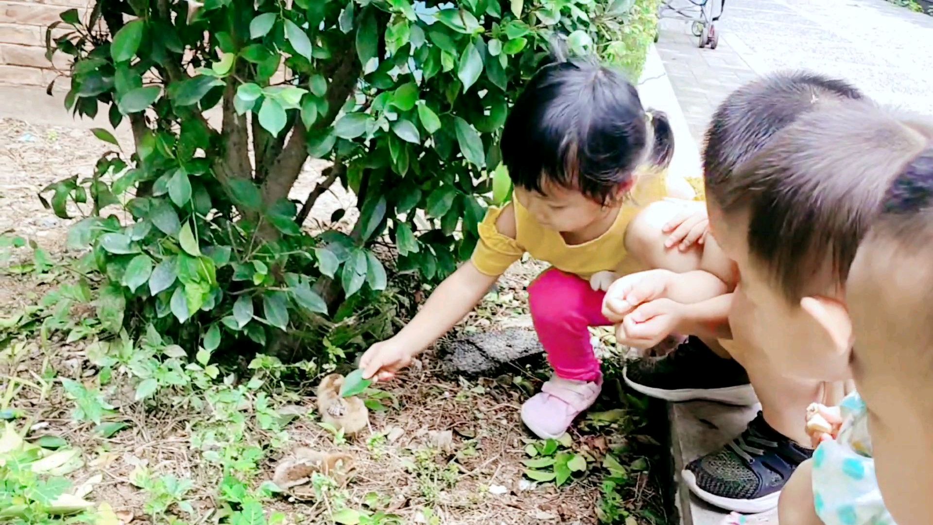 排排蹲啊看小鸡……