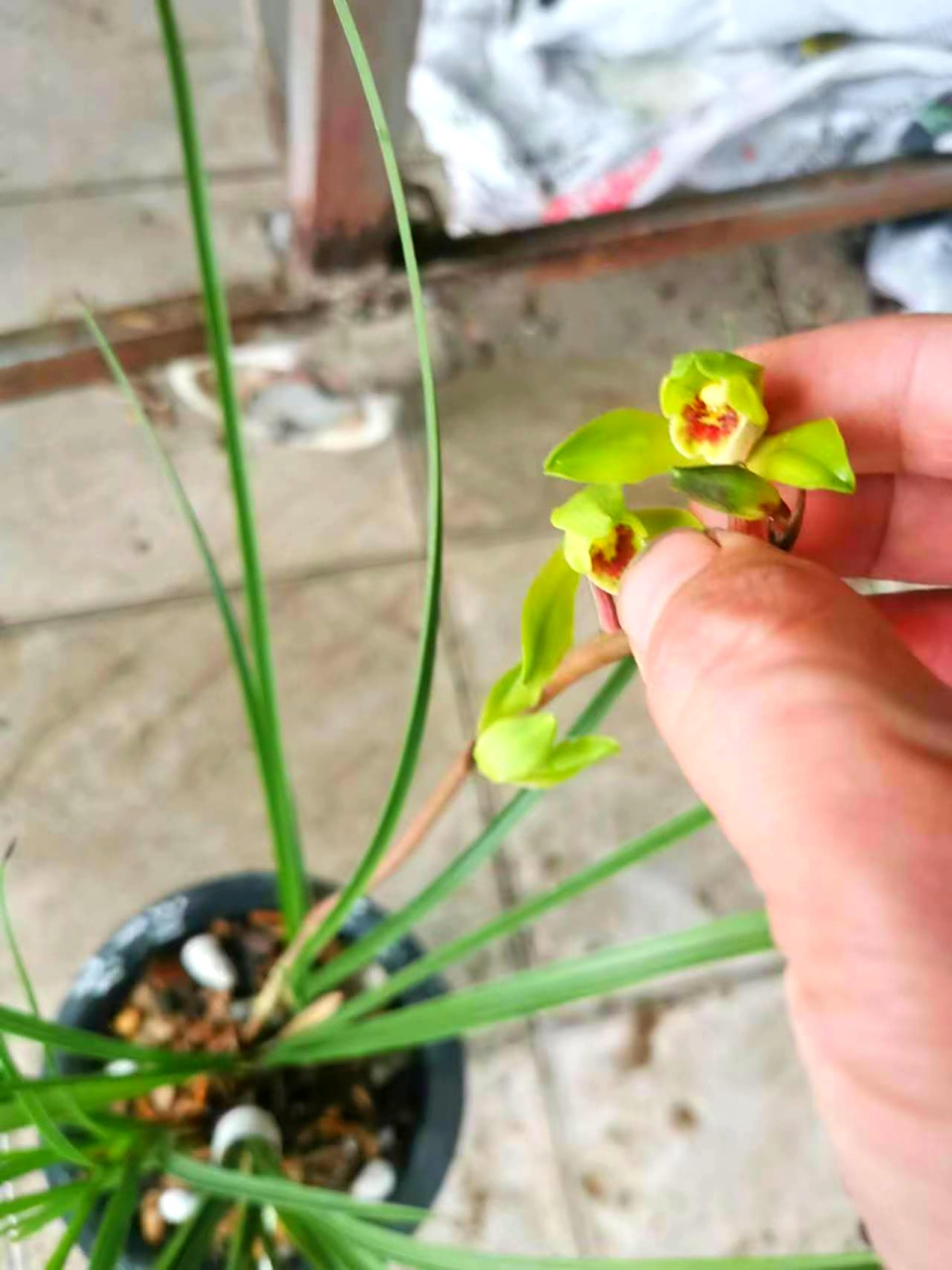 蕙兰名品郑孝荷带1花,2个老苗叶片不好,5苗算3苗,花才打开,这个品种是