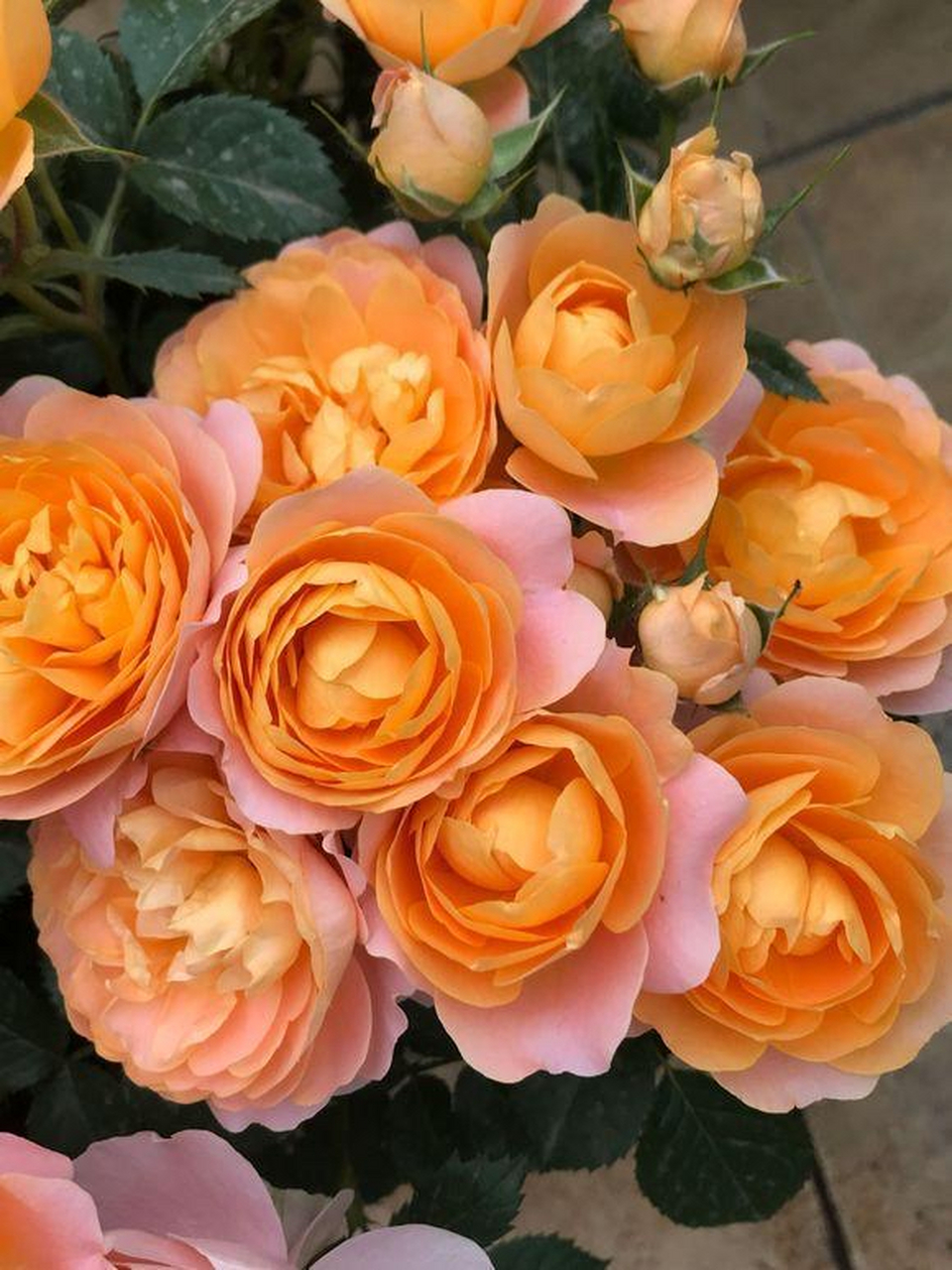 橙色月季花代表青春,靓丽,光荣的形象,表达未来生活,事业充满希望