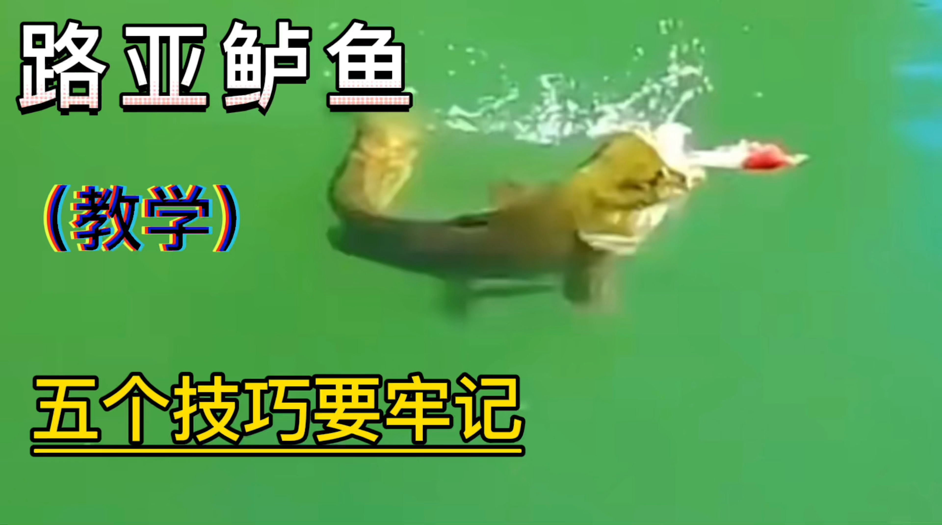 路亚鲈鱼五大技巧掌握了,从此不怕找不到鱼,全方面剖析鲈鱼钓法