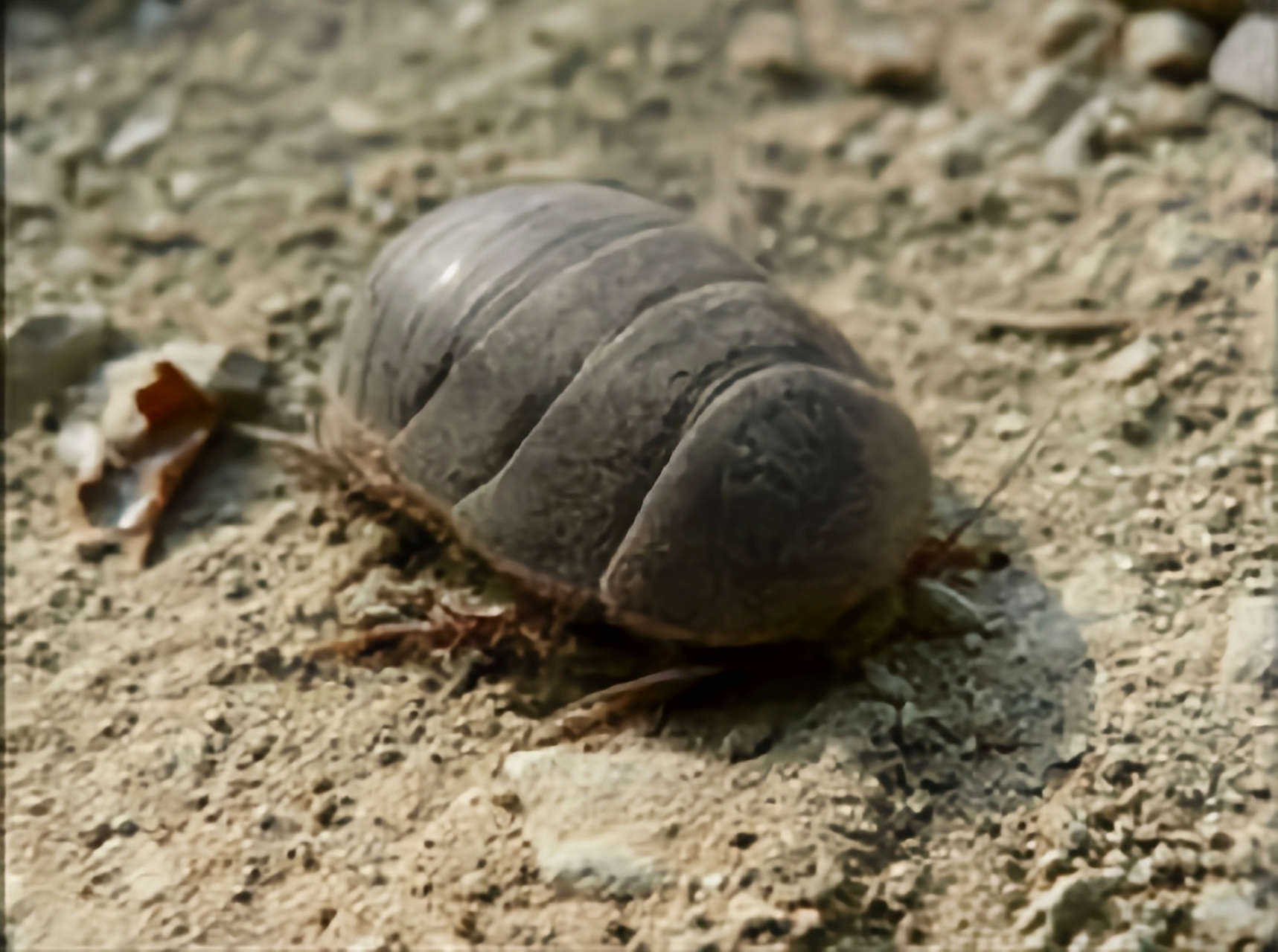 每天认识一种昆虫——中华地鳖 中华地鳖又名中华真地鳖,土鳖虫,过街