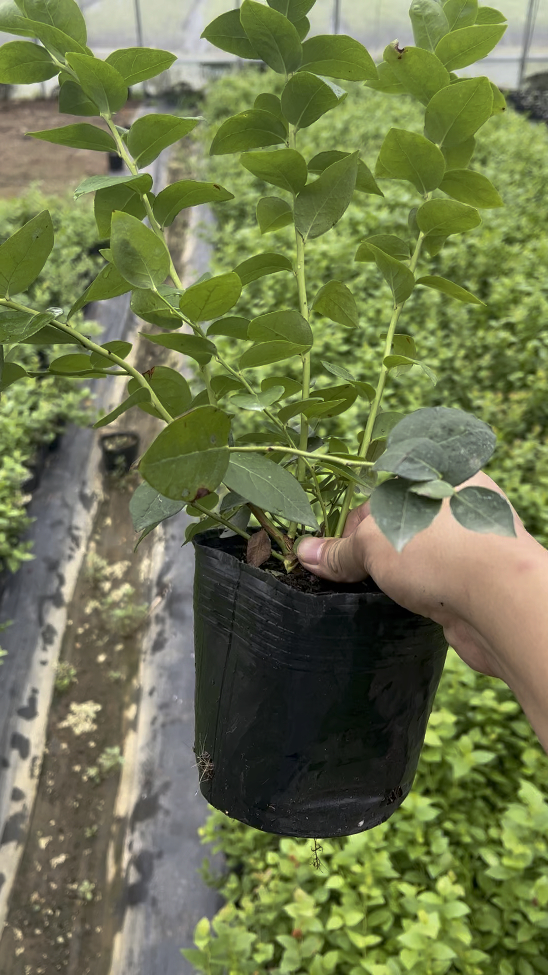 l25蓝莓苗,纯正组培苗,长势旺盛,分枝多,早熟丰产大果!