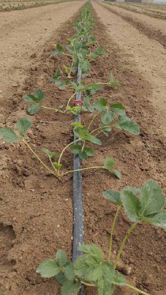 草莓苗种苗开始栽种!起垄育苗,规范科学繁育优质草莓生产苗!