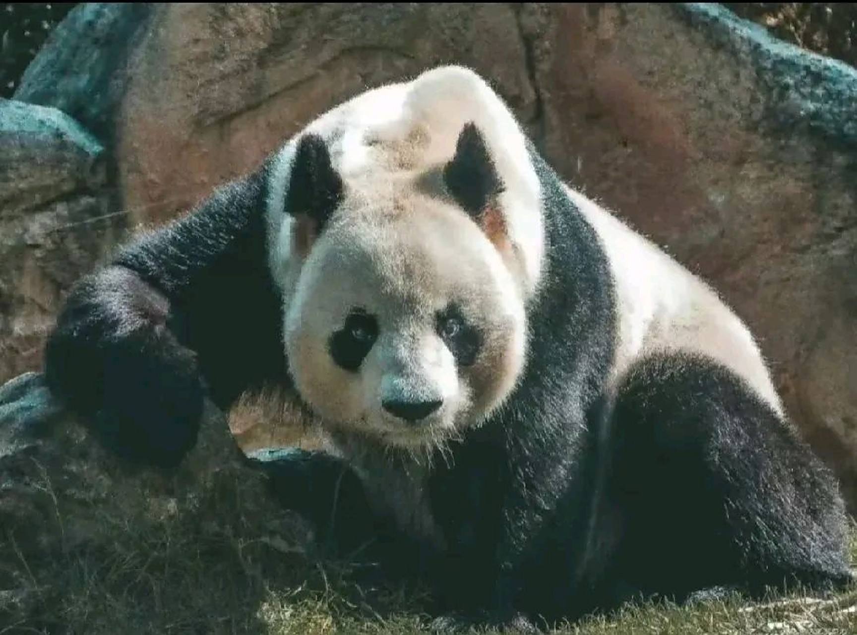 大熊猫圆润的哥哥园子,一只比乐宝还man的男熊,看着就像一个久经沙场