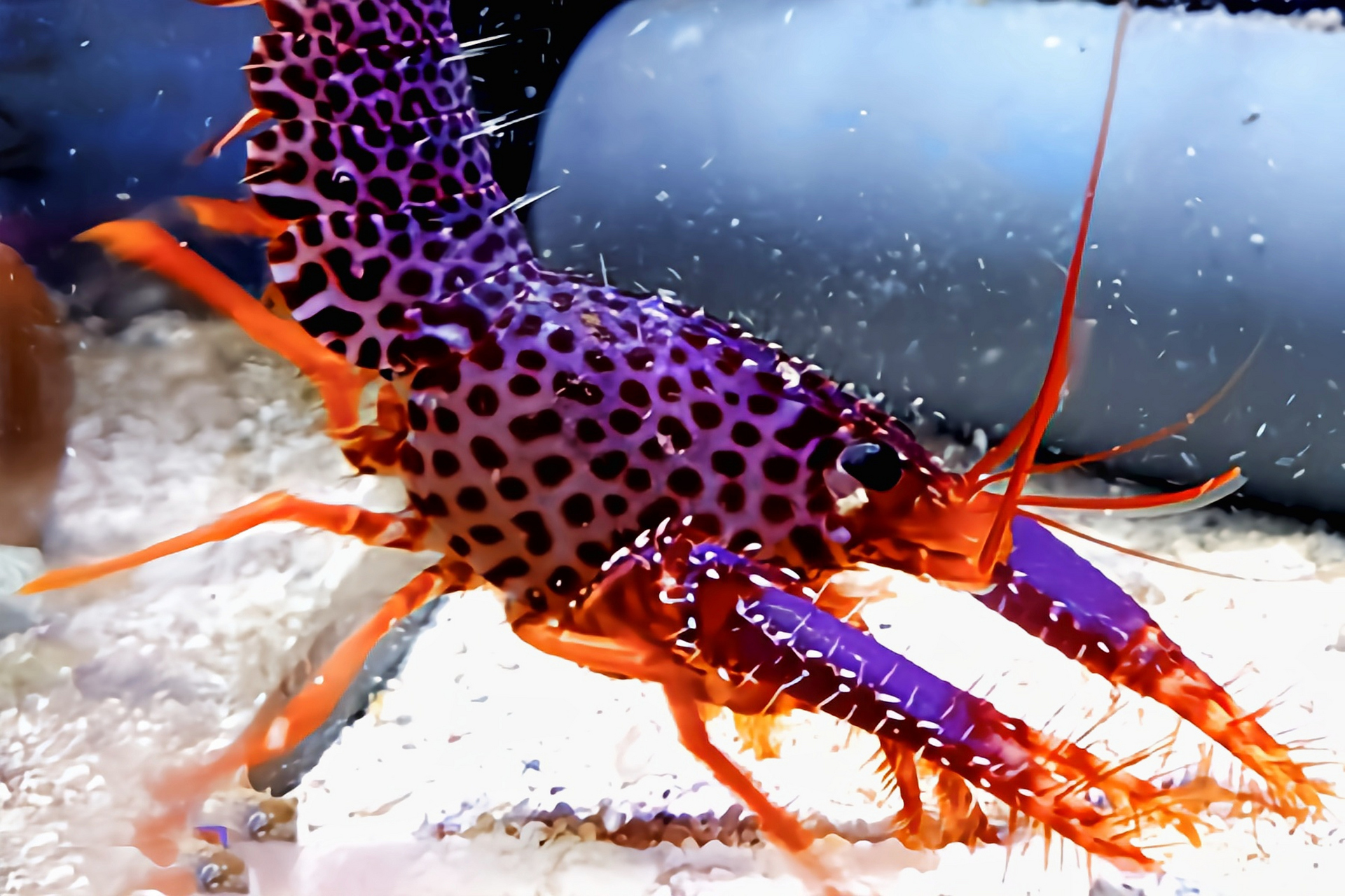 每天认识一种动物——紫礁螯虾 紫礁螯虾别名德氏礁螯虾,原产于印度洋