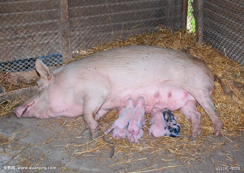 养了一年多的猪,只有120多斤,只能卖50元钱