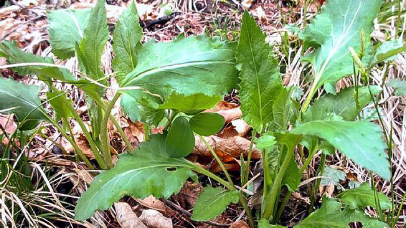 俗称"山白菜",以前不起眼的野菜,现在市场上能卖到5元1小把