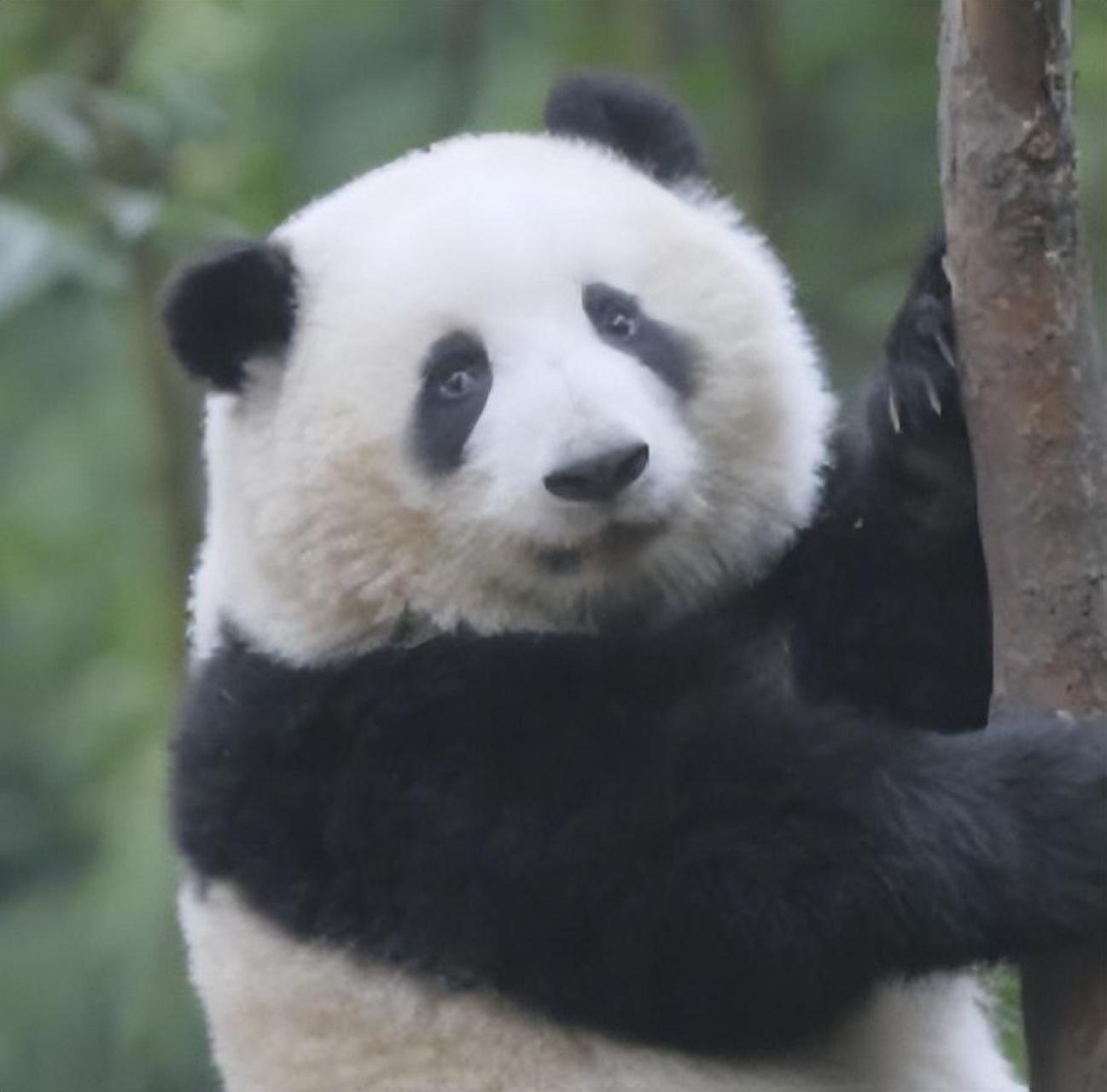 网红大熊猫花花成熊猫届顶流 近日,四川成都,大熊猫和花成为了熊猫界