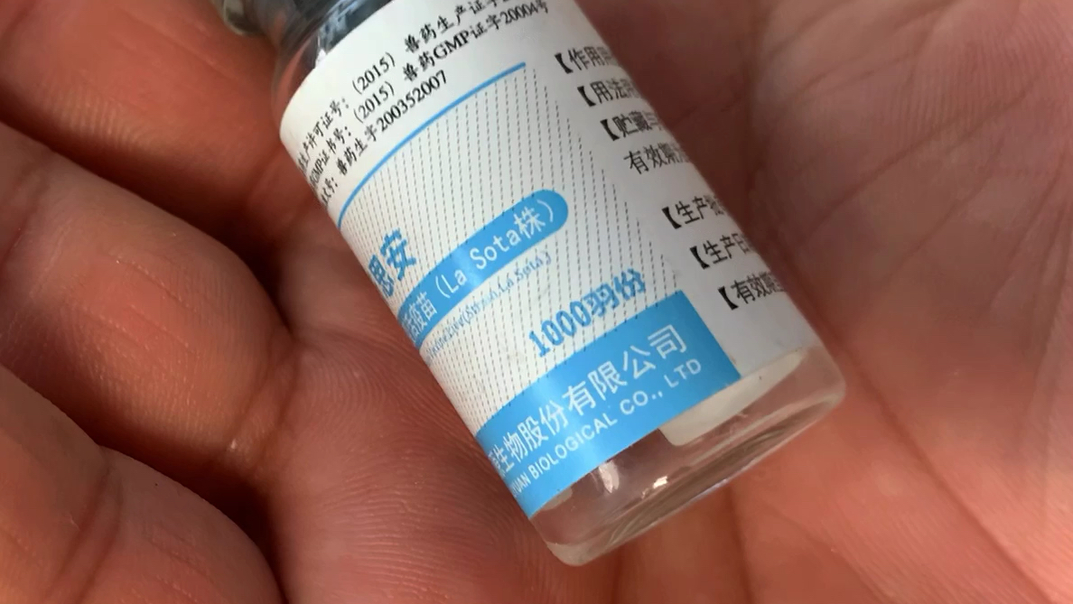 一天到晚愁死我了本是1000羽的量让稀释了500羽当场S了一羽小鸽子
