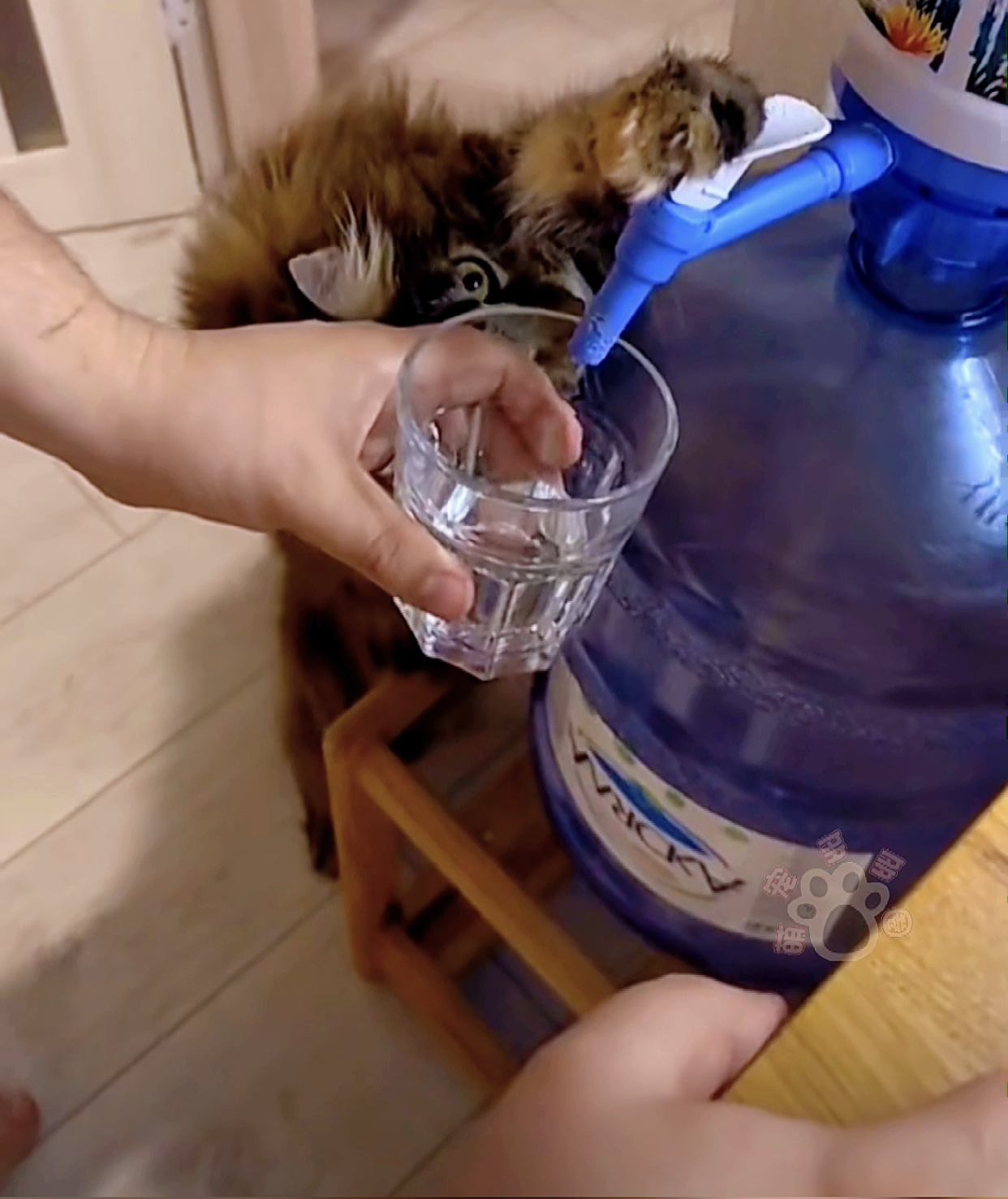 猫咪很认真地给主人倒水看着水要满了还懂得停下
