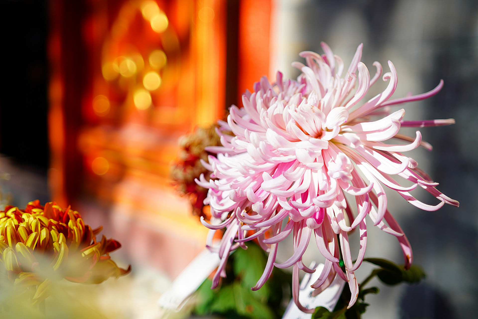 近日,北京故宫慈宁宫后花园举办菊花展.各色菊花争奇斗艳,美不胜收.