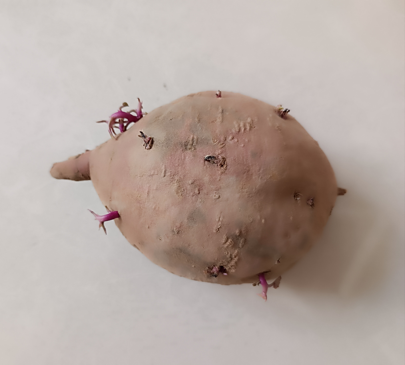 都是红薯,是因为品种吗?#笔记创作营