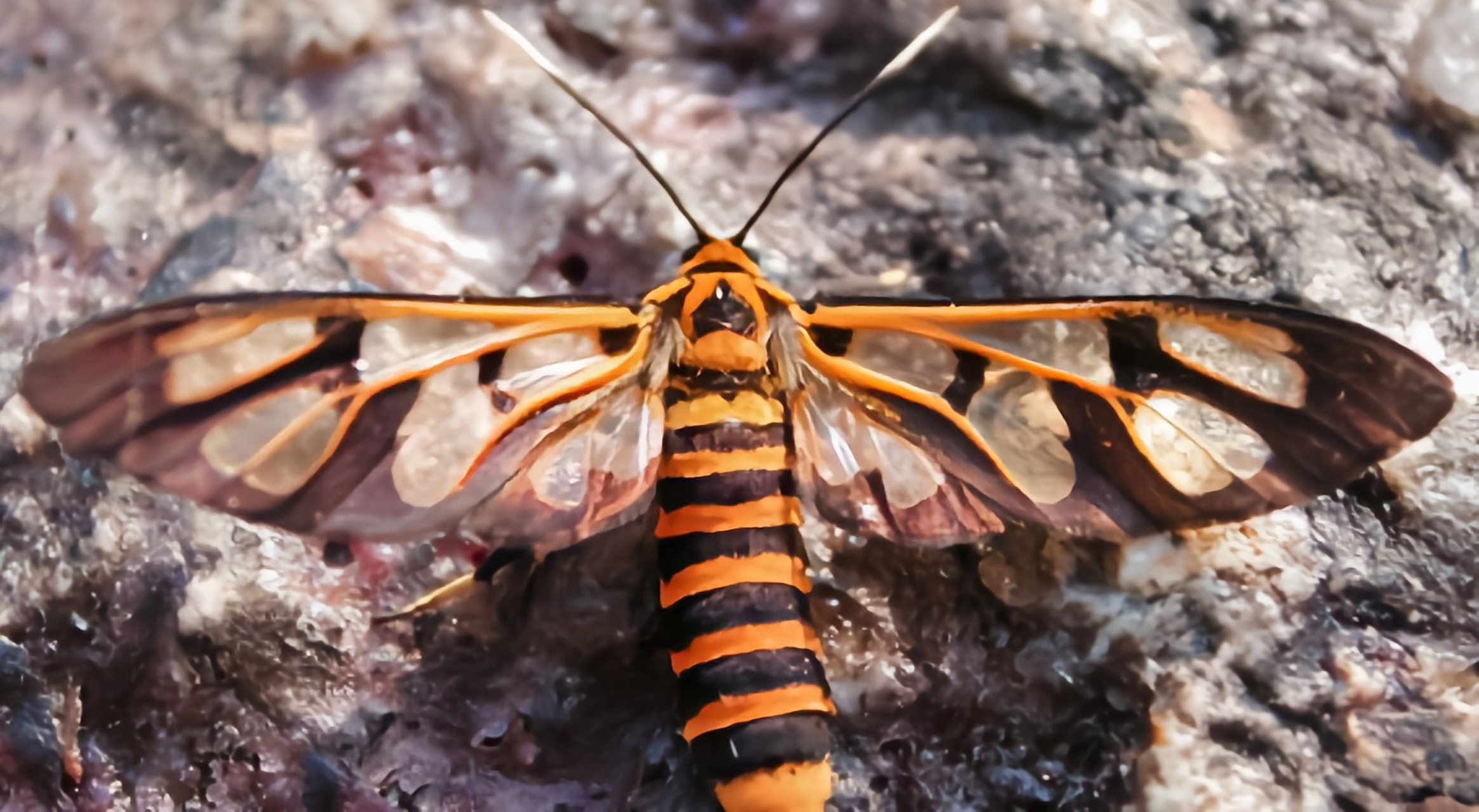 每天认识一种昆虫——透翅蛾 透翅蛾是鳞翅目,透翅蛾科昆虫.