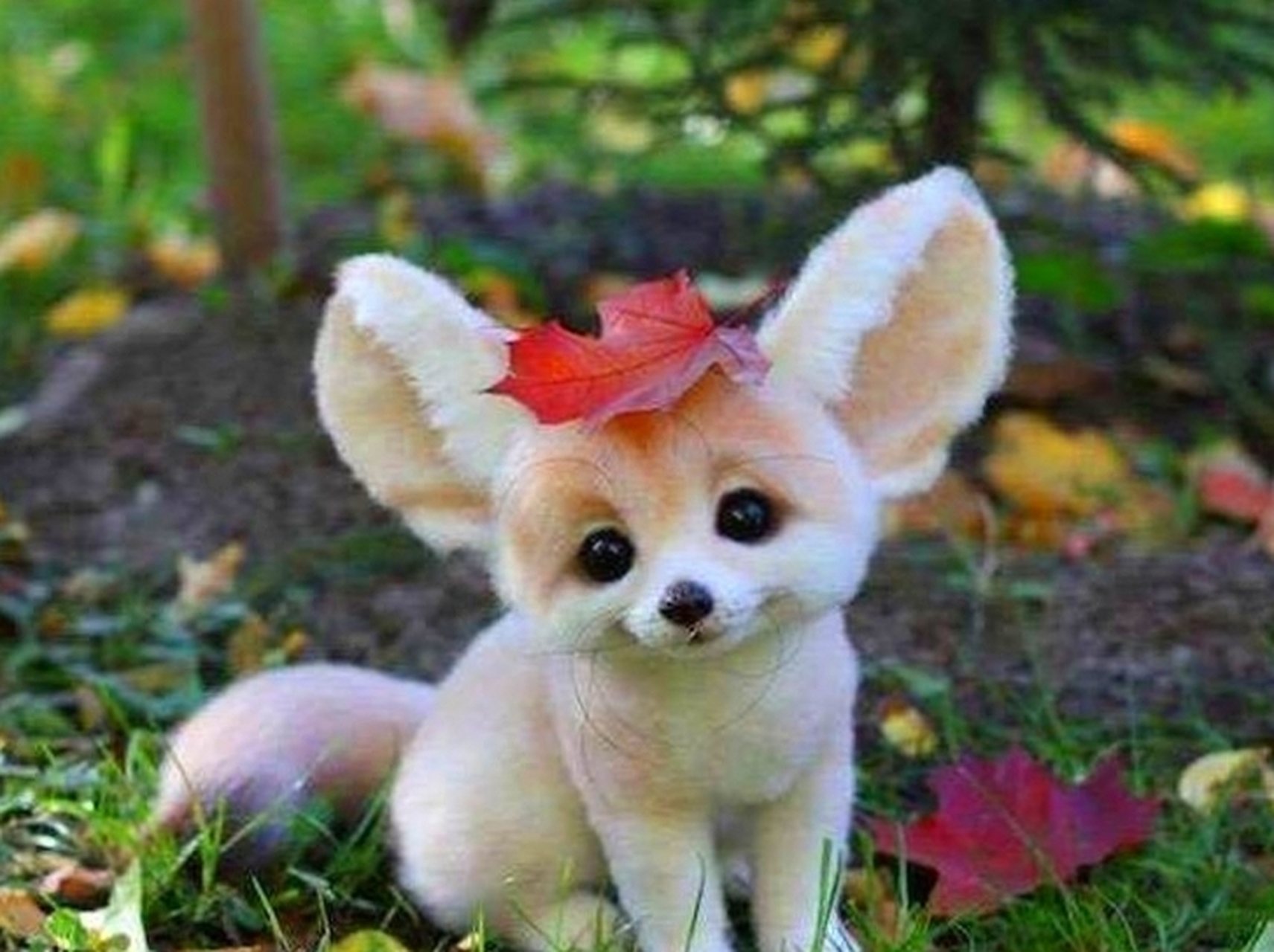 百度秋冬打卡挑战赛# 世界上最漂亮的8种动物,为何热度比不过一只"