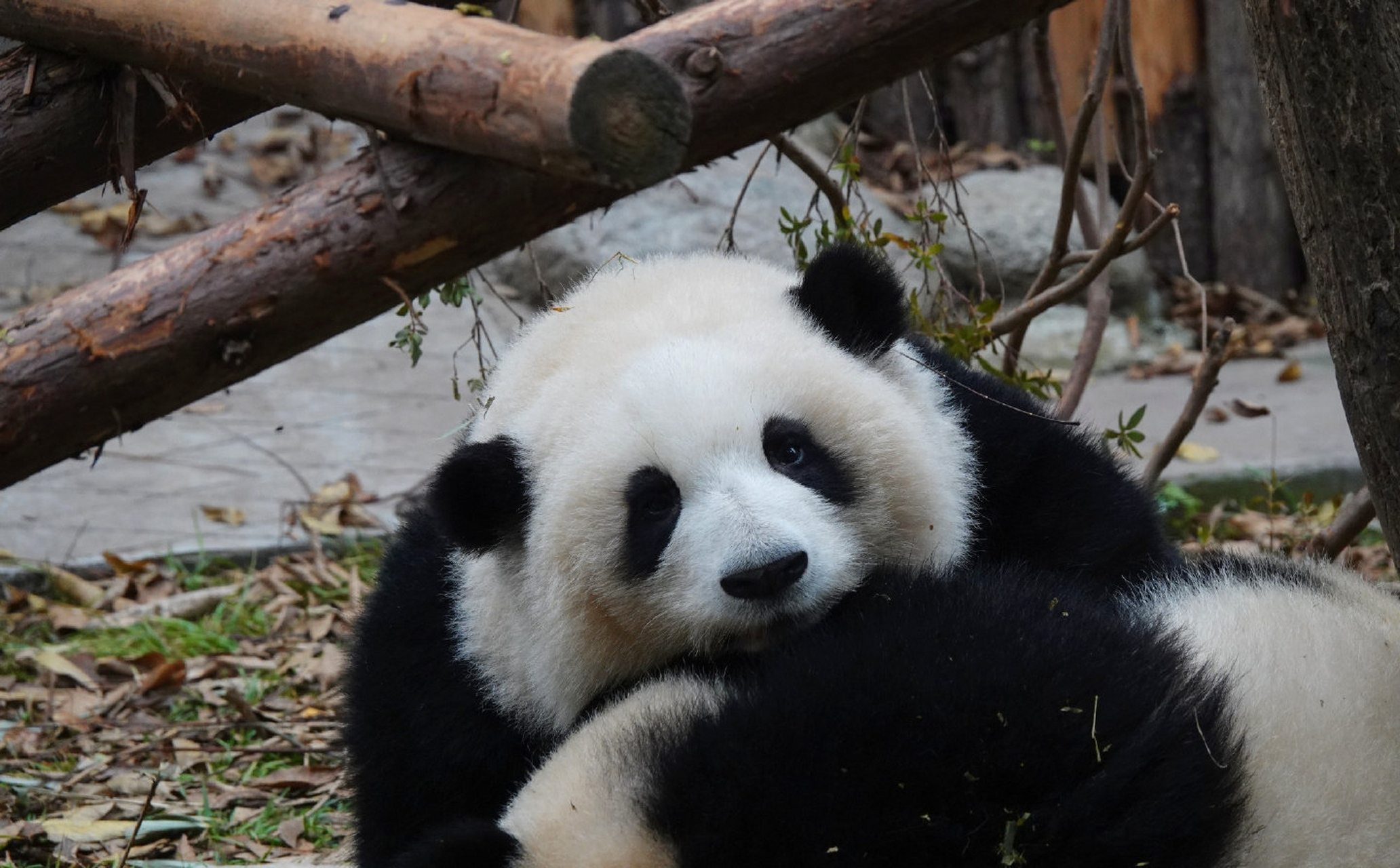 熊猫# #大熊猫花花# 关于胖崽是个爱贴贴的粘熊精这件事[心][心]