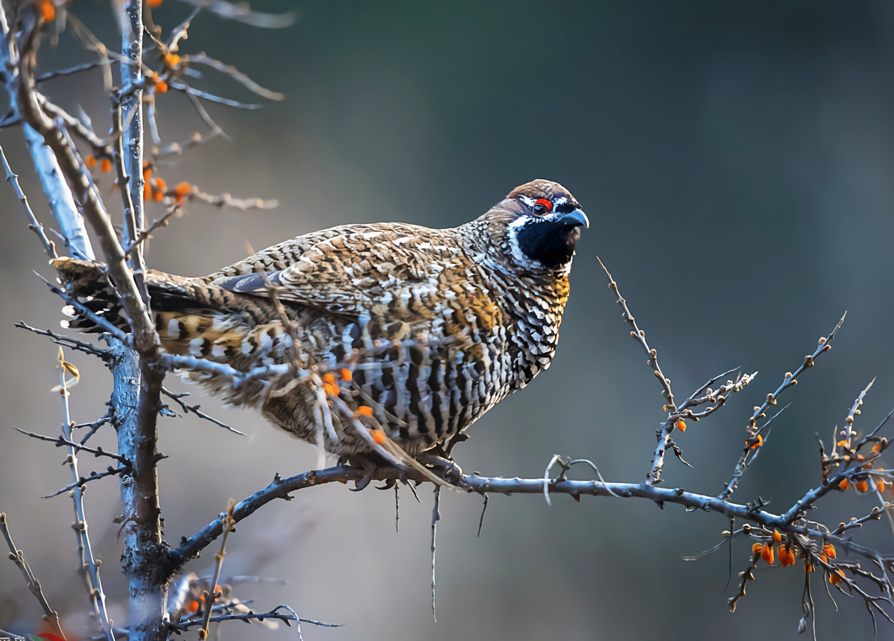 哪些有点"刑"的鸟类——斑尾榛鸡 这是中国特有的珍稀鸟类,它的名字叫