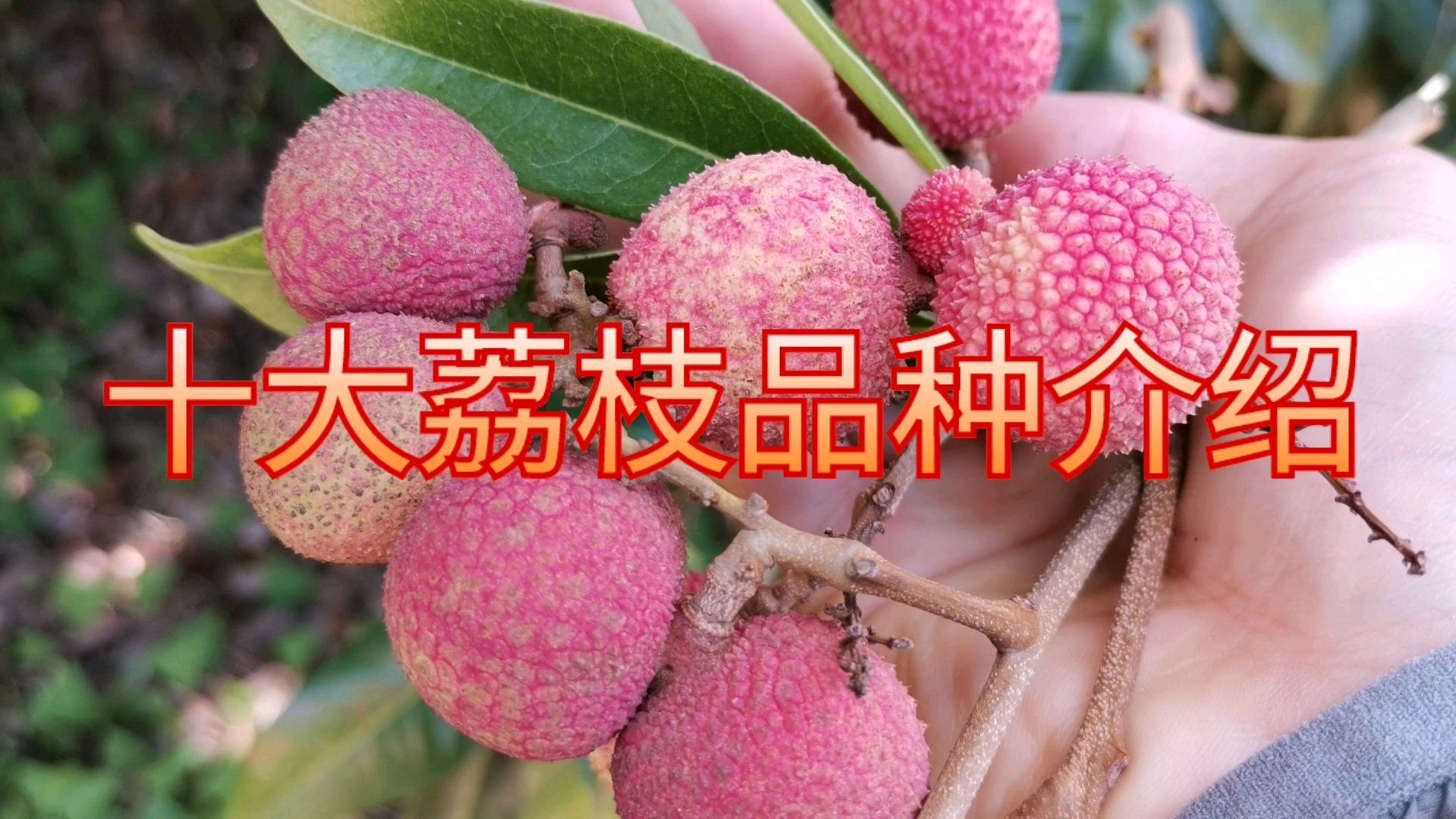 广东十大中晚熟荔枝品种的面积,品质介绍,欢迎各位交流探讨