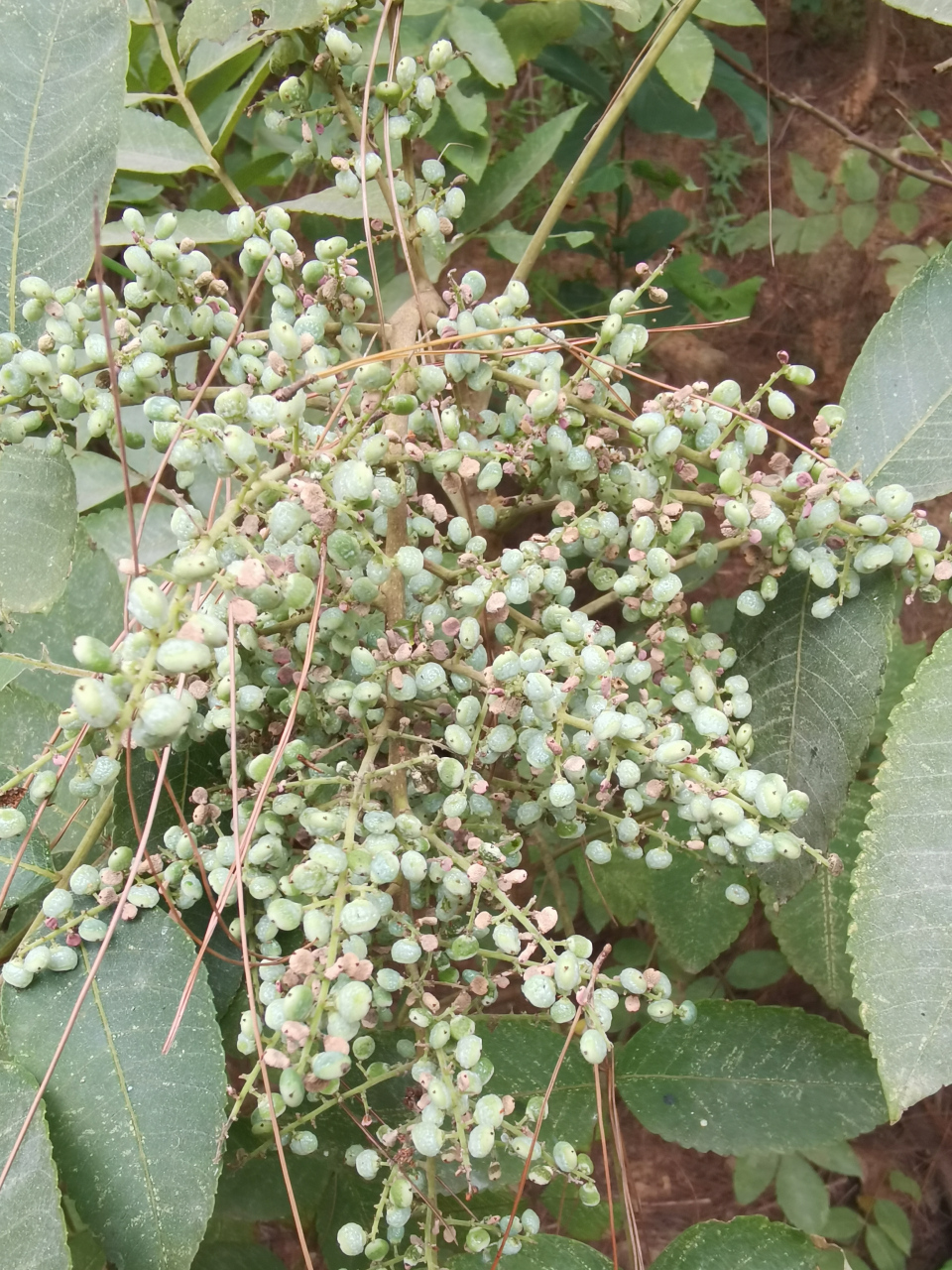 盐肤木果的药用图片