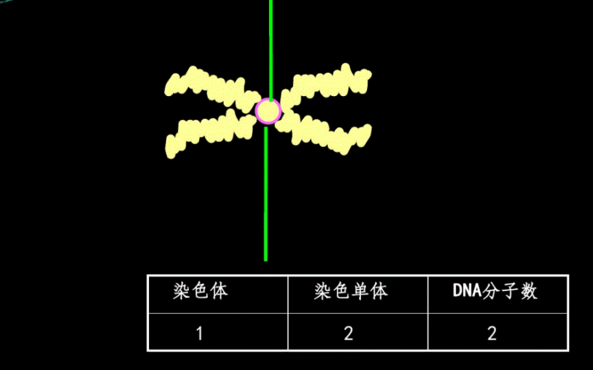 染色单体概念图片