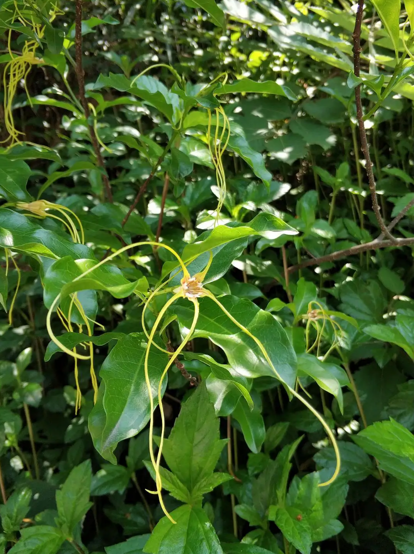 剧毒植物大全图片