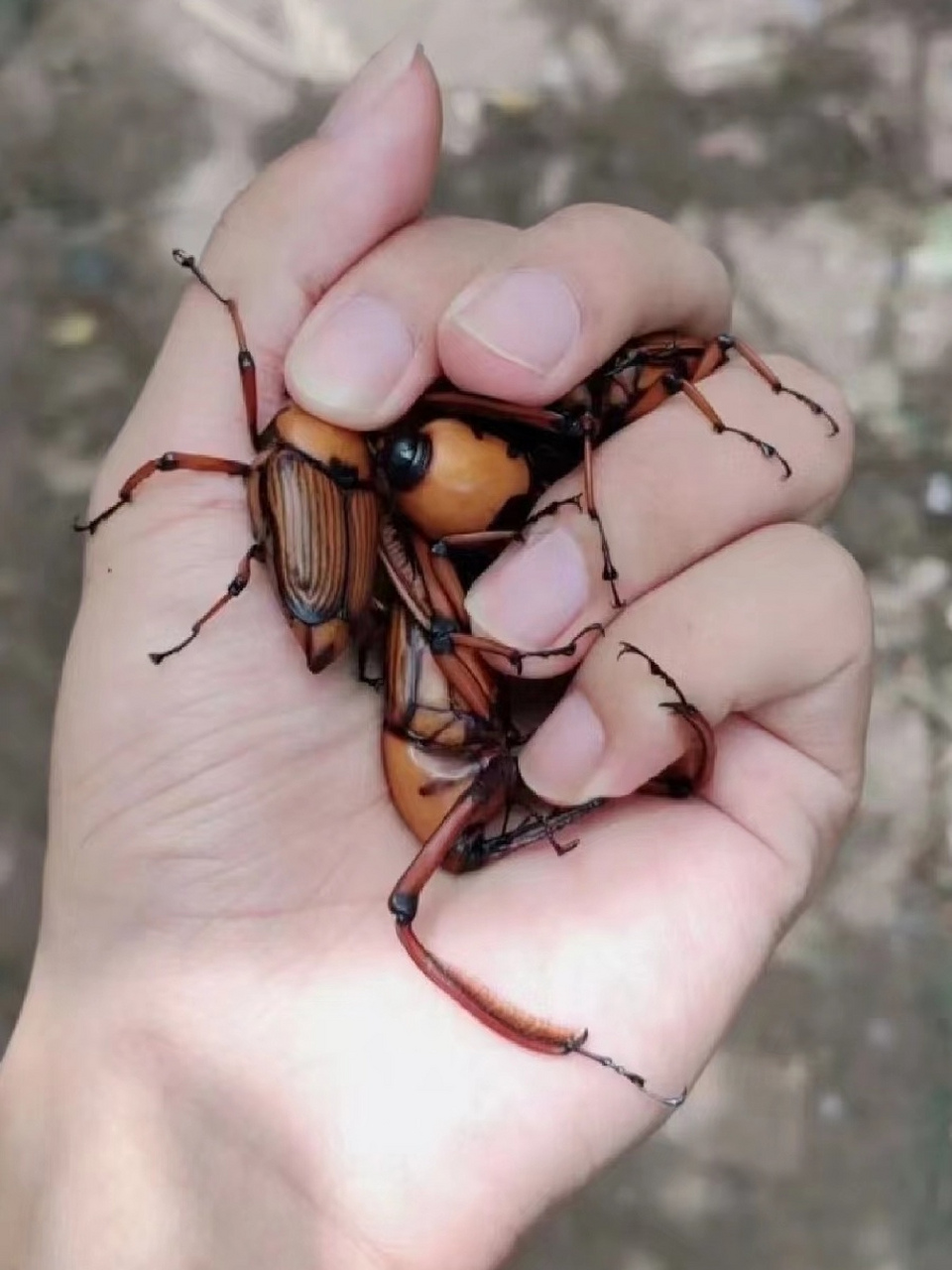 竹笋虫,行走的高蛋白.就这小小的一碟,花了我几个小时才找到.