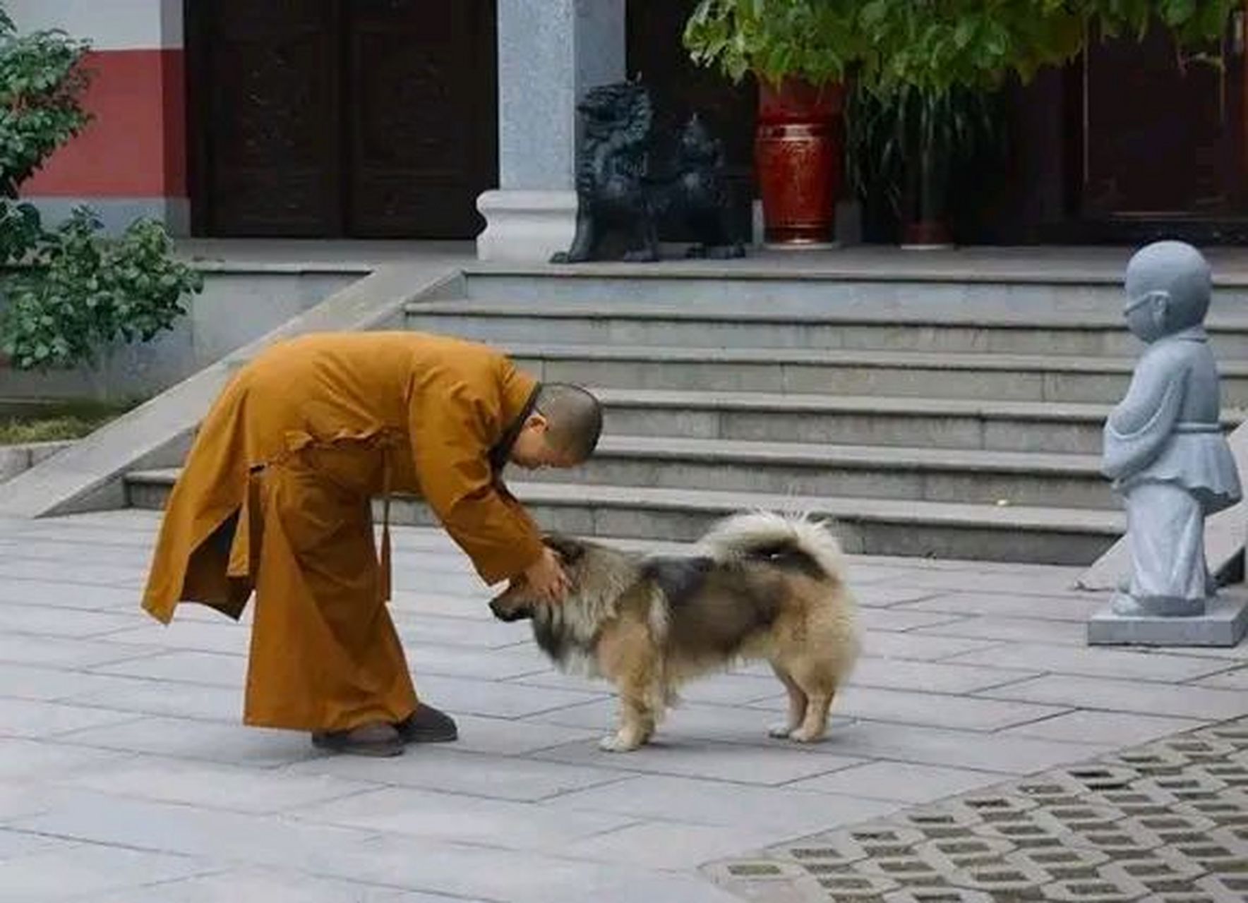 "这只狗狗看破红尘,竟然出家当了和尚,每天跟着方丈吃斋念佛,引来了