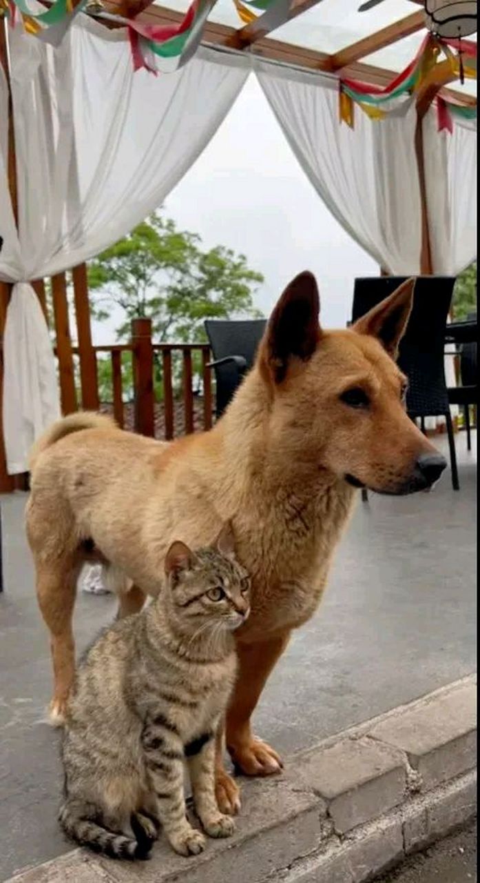 为啥你们家的猫和狗这么合的来,我家的狗和猫一见面就干架. 因为这两