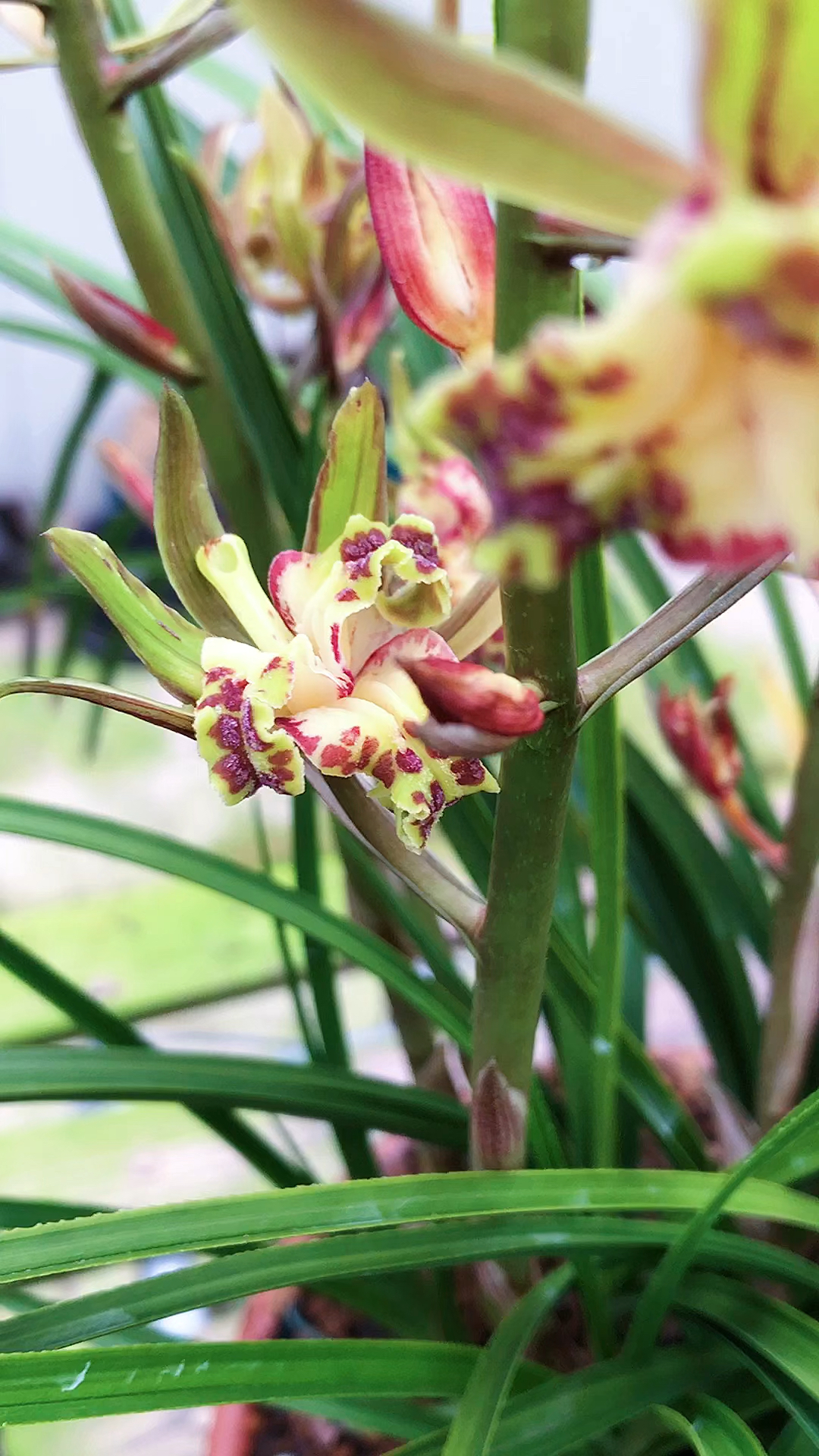 卢氏蕊蝶,太香了