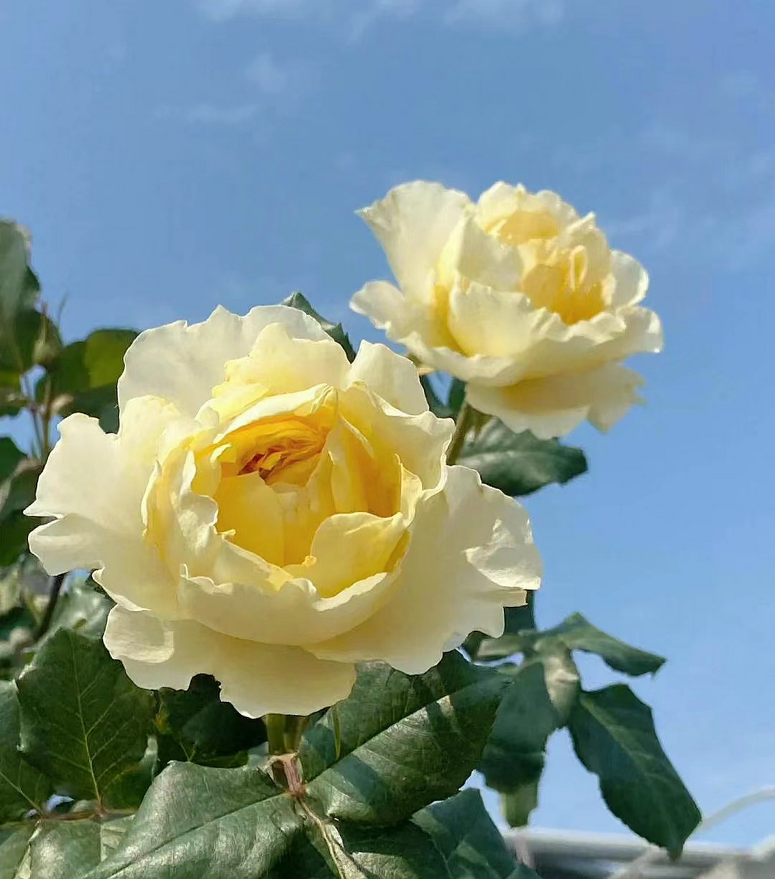 香槟色的月季,高大上